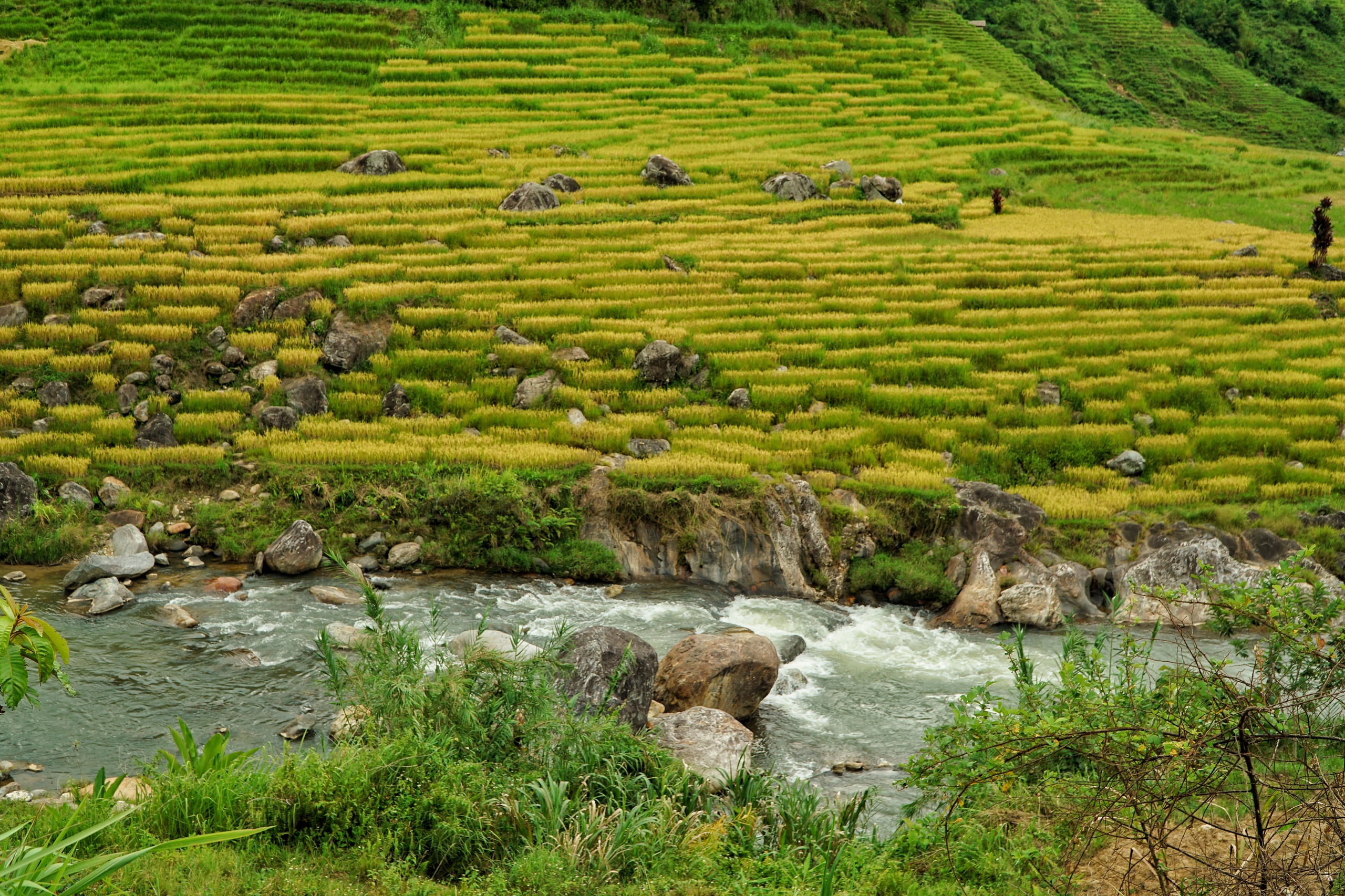 Golden harvest season quietly graces south-central Vietnam’s remote hills - Ảnh 12. Golden harvest season quietly graces south-central Vietnam’s remote hills - Ảnh 12.