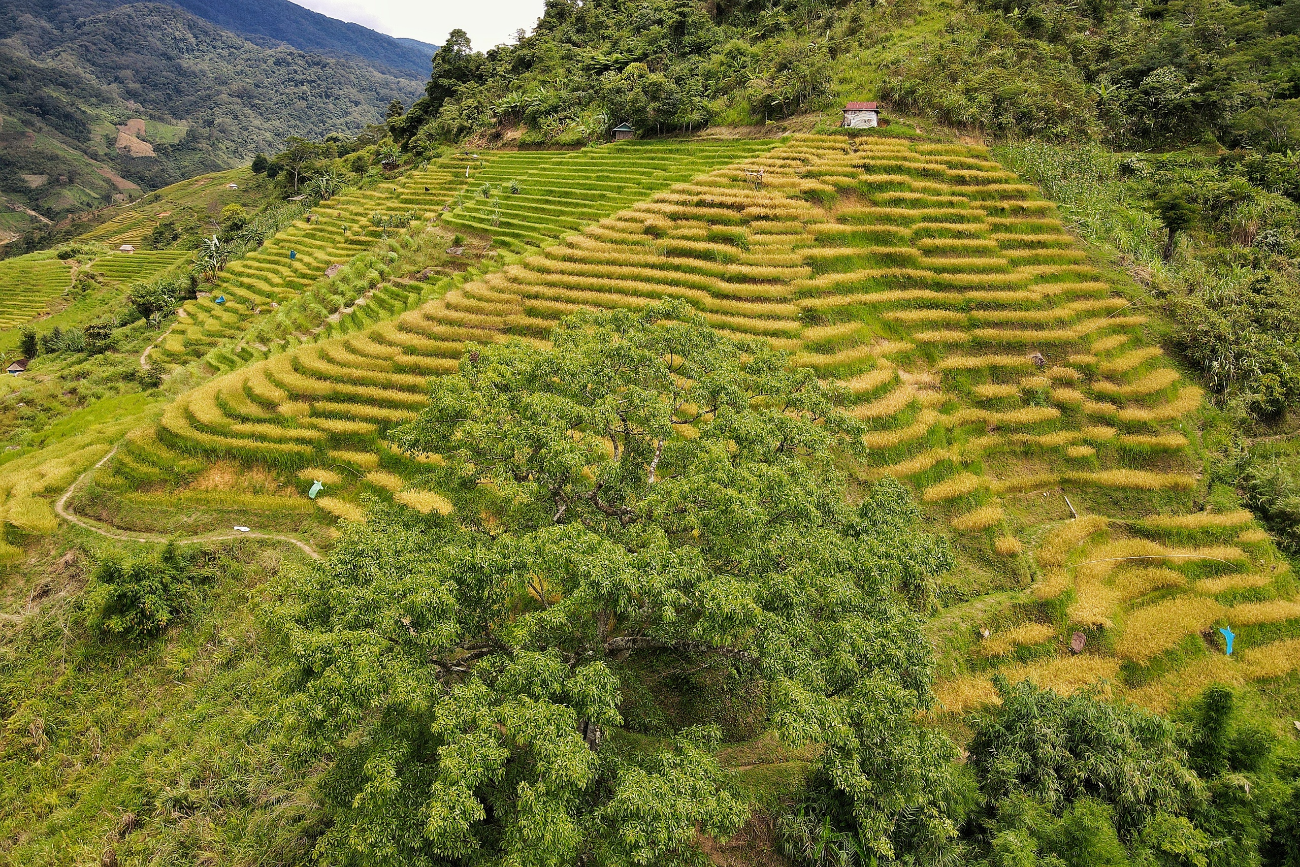 Golden harvest season quietly graces south-central Vietnam’s remote hills - Ảnh 13. Golden harvest season quietly graces south-central Vietnam’s remote hills - Ảnh 13.