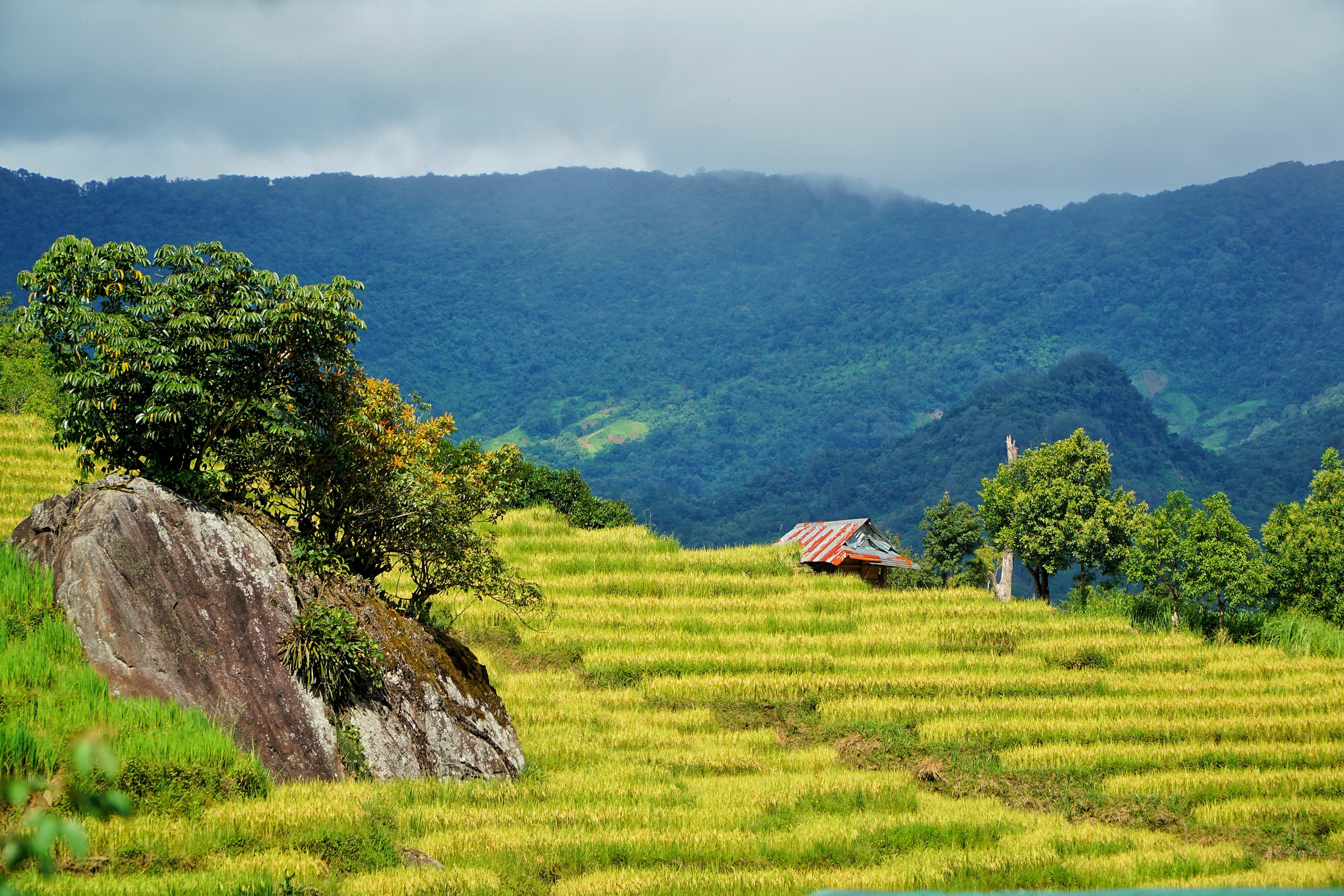 Golden harvest season quietly graces south-central Vietnam’s remote hills - Ảnh 1. Golden harvest season quietly graces south-central Vietnam’s remote hills - Ảnh 1.