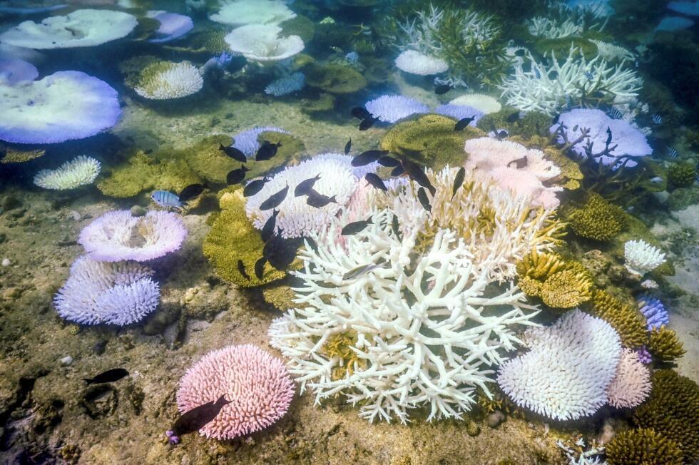 Great Barrier Reef suffers most widespread bleaching on record- Ảnh 2.