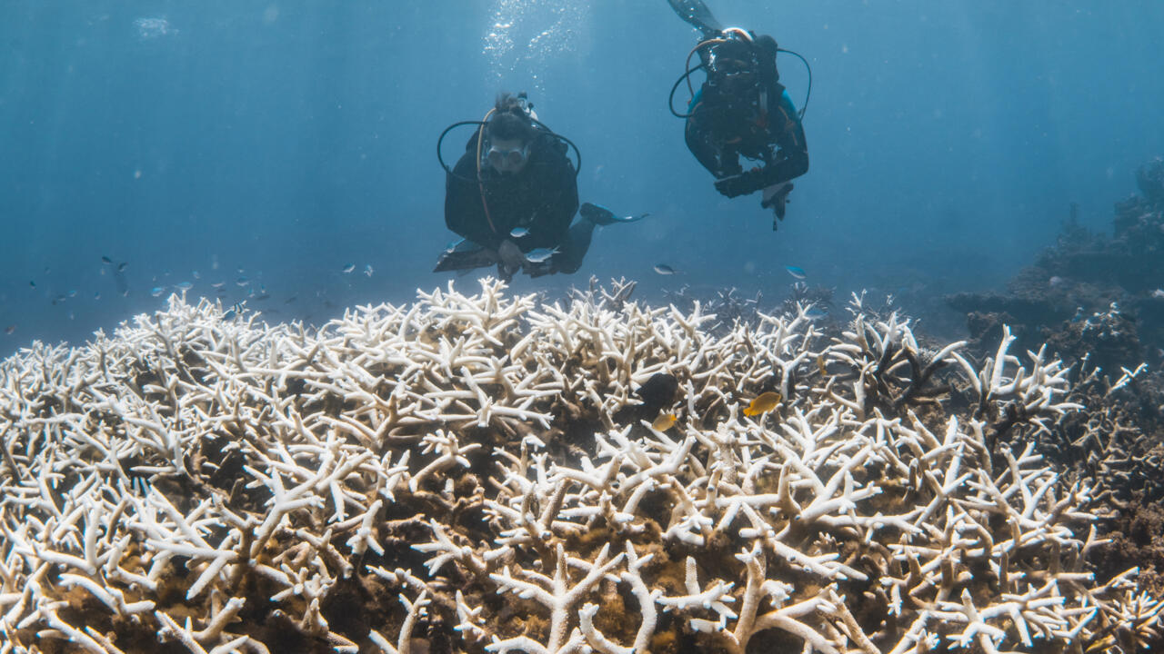 Great Barrier Reef suffers most widespread bleaching on record- Ảnh 1.