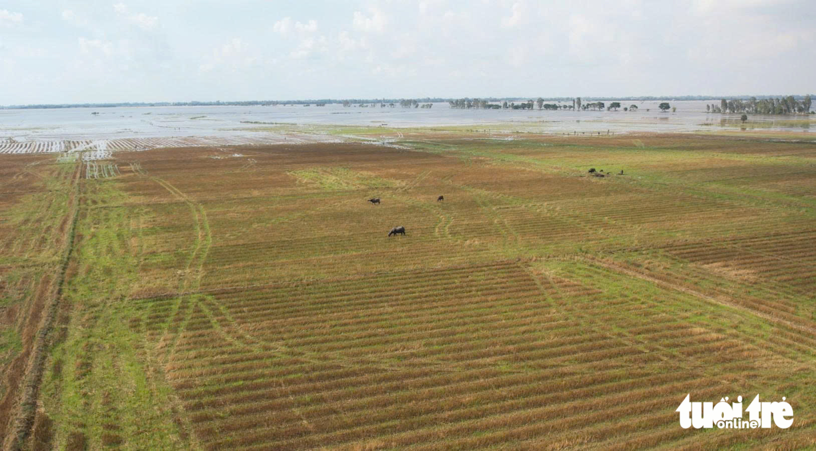 NƯỚC NỔI - Ảnh 1.