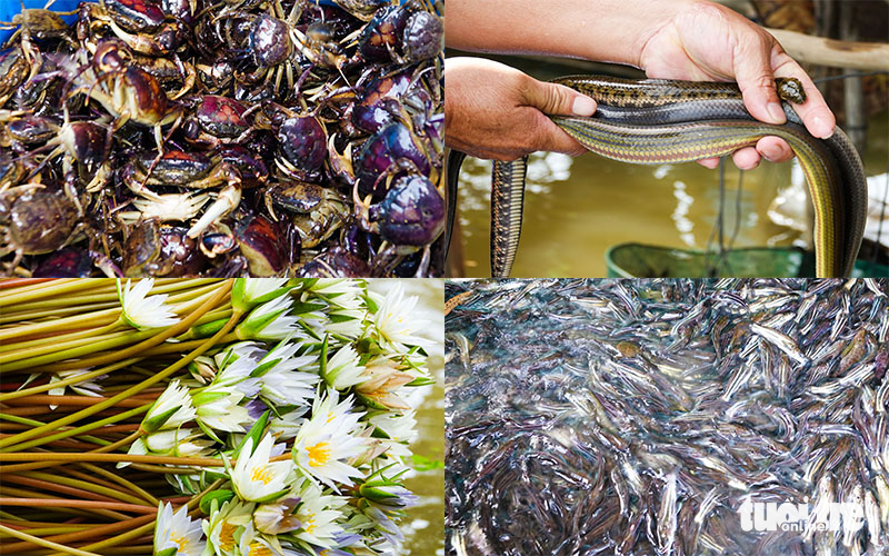 mùa nước nổi - Ảnh 4.