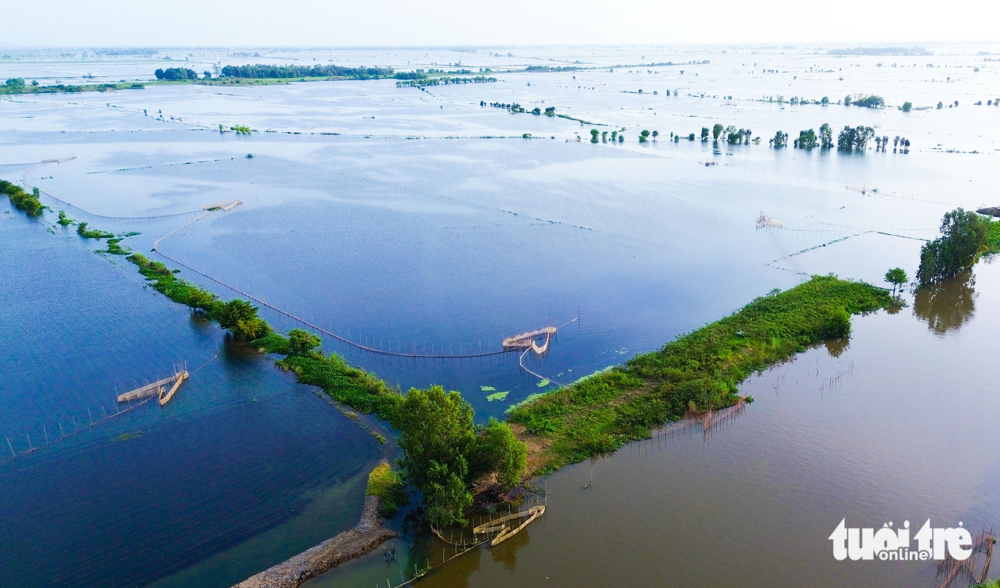 Dân đầu nguồn An Giang ‘săn’ cá linh, cá chốt, cua đồng, bông súng ma mùa nước nổi - Ảnh 8.