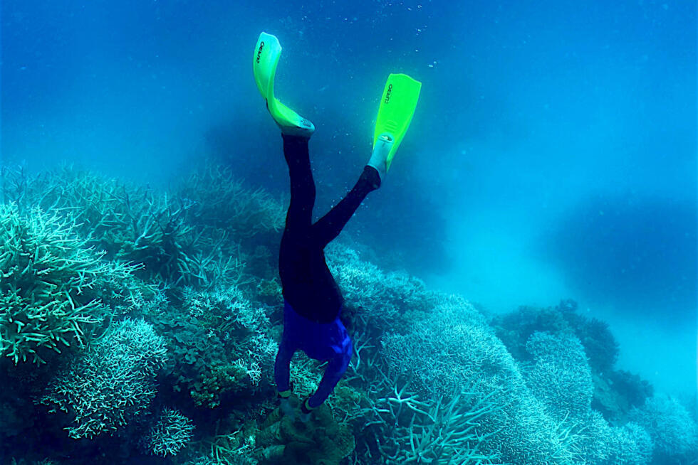 Great Barrier Reef suffers most widespread bleaching on record- Ảnh 4.