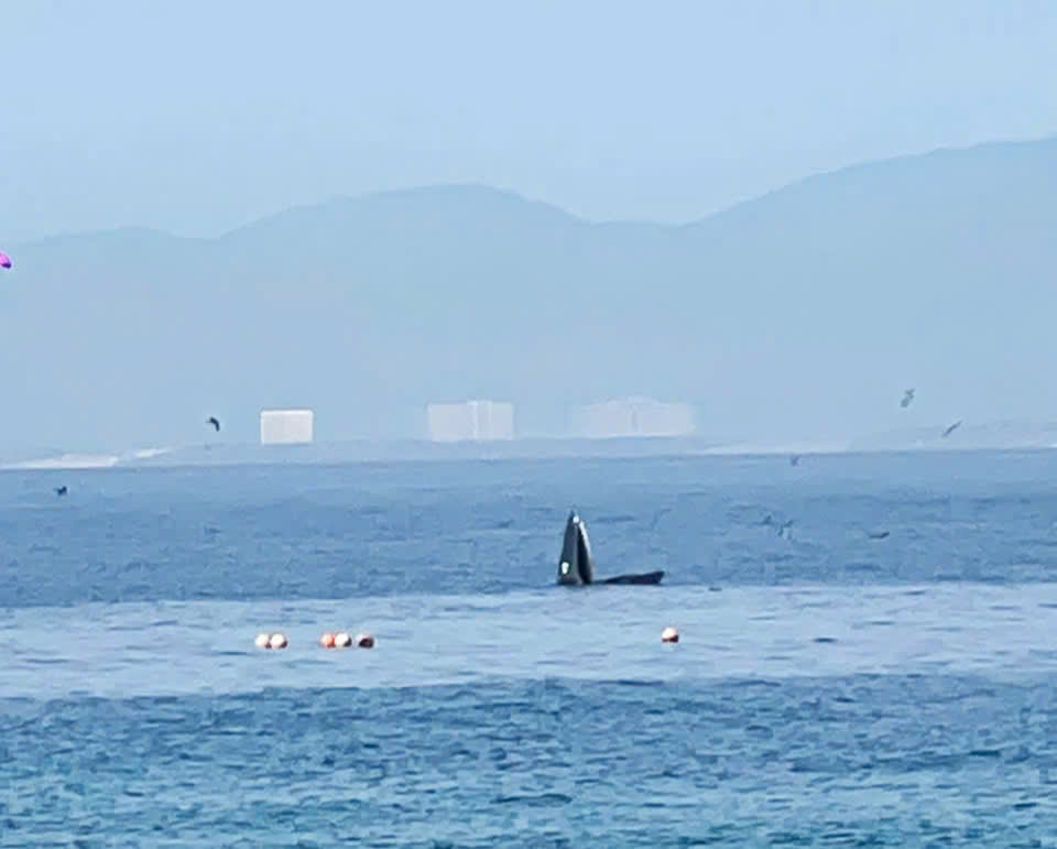 Uma grande baleia apareceu caçando novamente na Baía de Nha Trang - Foto 1. cá voi - Ảnh 1.