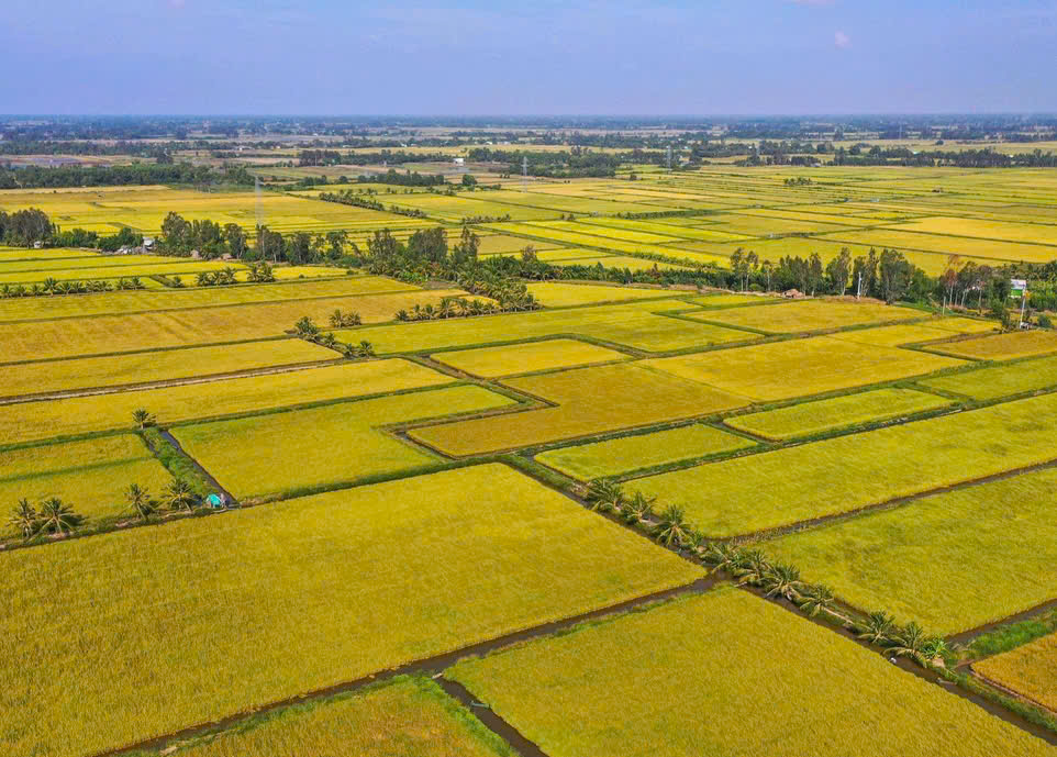 giá gạo - Ảnh 1.