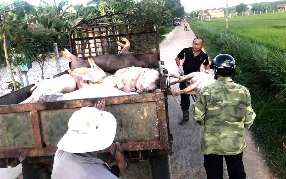 3 charged with selling pigs infected with African swine fever in Vietnam- Ảnh 2.