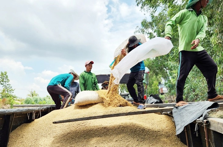 Philippines tạm dừng nhập gạo 60 ngày, lo 40% xuất khẩu gạo Việt Nam bị chặn cửa - Ảnh 1. giá gạo - Ảnh 1.