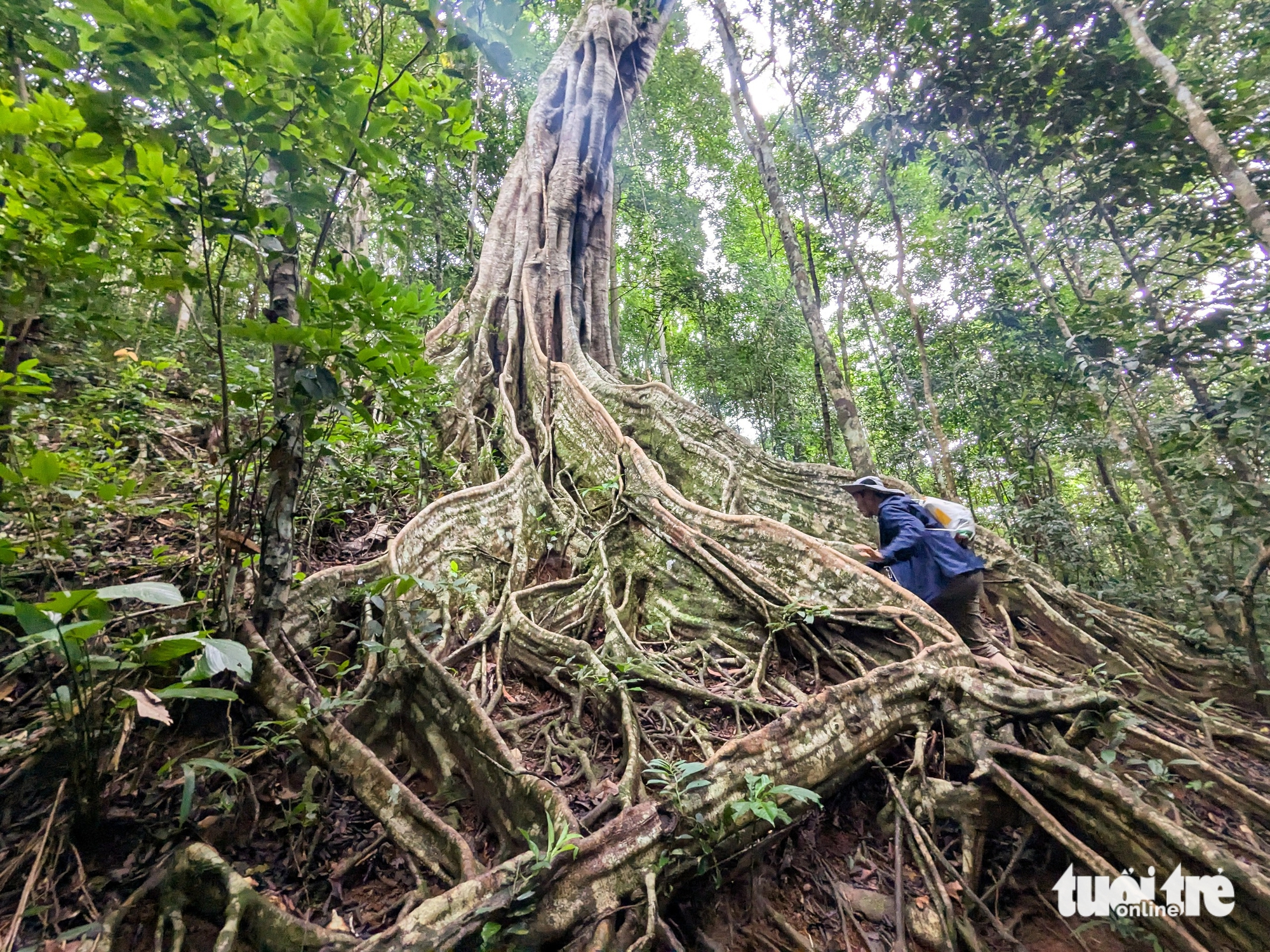 Membangkitkan Kon Ka Kinh, membawa pelancong ke 'gunung emas' ASEAN - Foto 8. Đánh thức Kon Ka Kinh, đưa du khách tới 'núi vàng'  - Ảnh 6.
