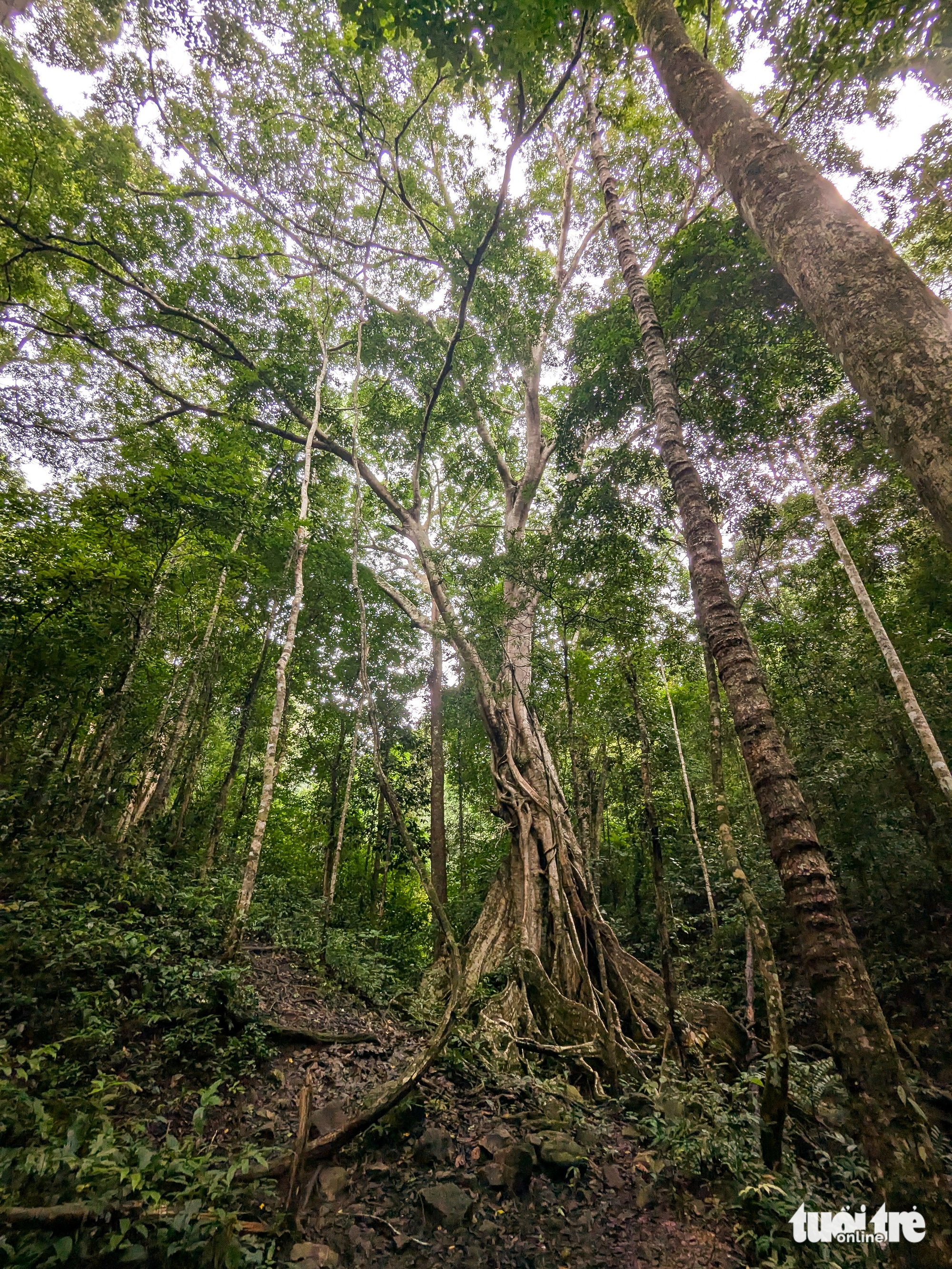 Membangkitkan Kon Ka Kinh, membawa pelancong ke 'gunung emas' ASEAN - Foto 6. Kon Ka Kinh - Ảnh 5.
