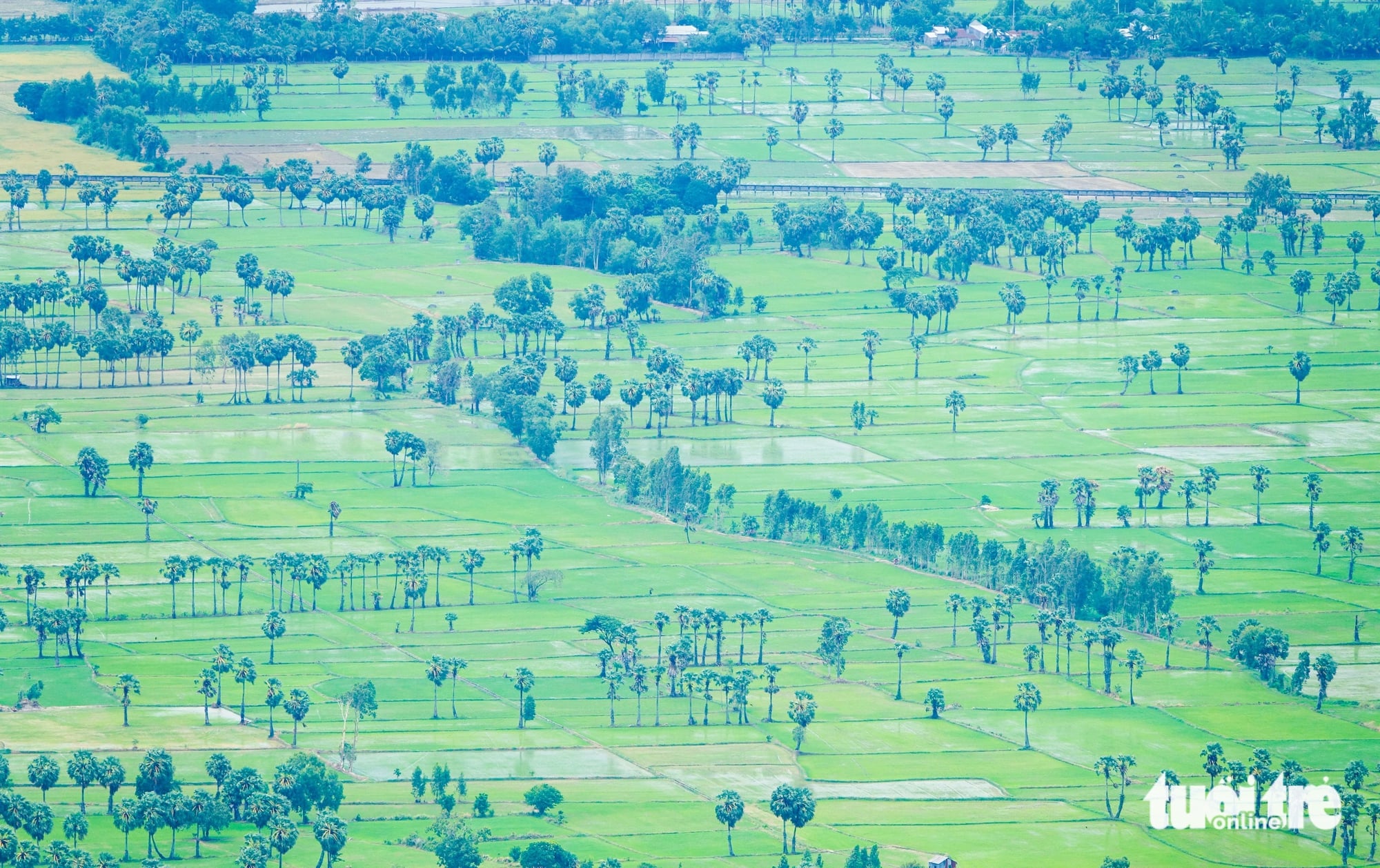 Tourists flock to An Giang’s sugar palm fields, historic caves during National Day holiday- Ảnh 1. Tourists flock to An Giang’s sugar palm fields, historic caves during National Day holiday- Ảnh 1.