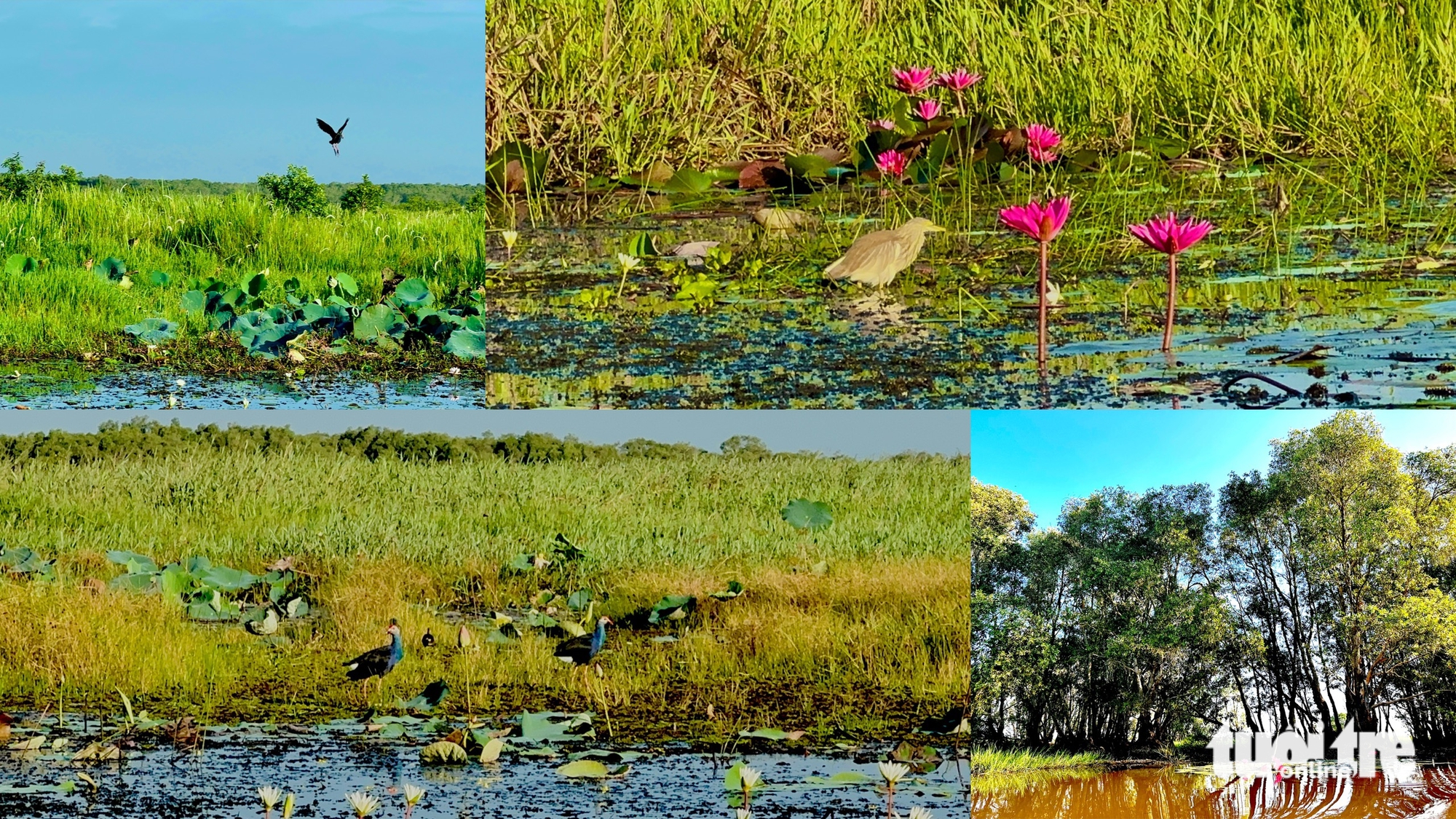 Tram Chim National Park bursts to life in flood season in southern Vietnam - Ảnh 4. Tram Chim National Park bursts to life in flood season in southern Vietnam - Ảnh 3.