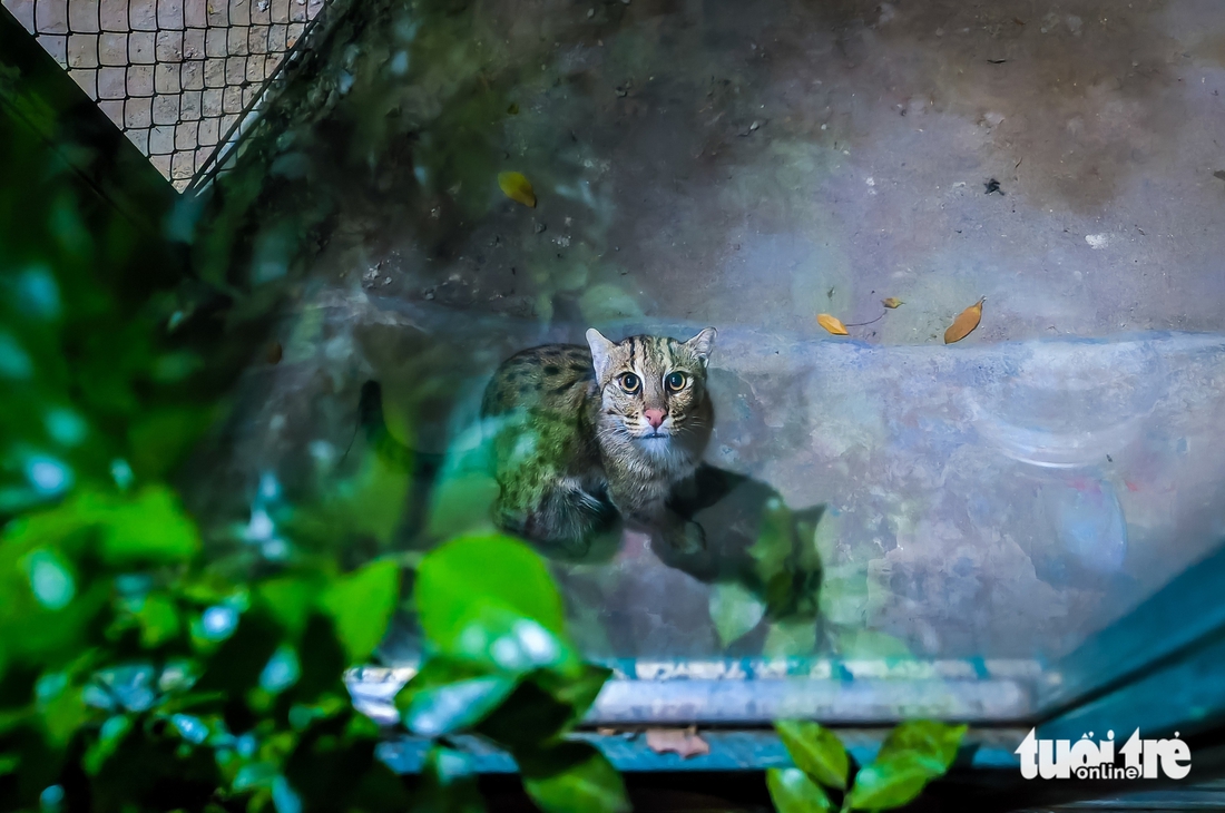 xem thú đêm - Ảnh 1.