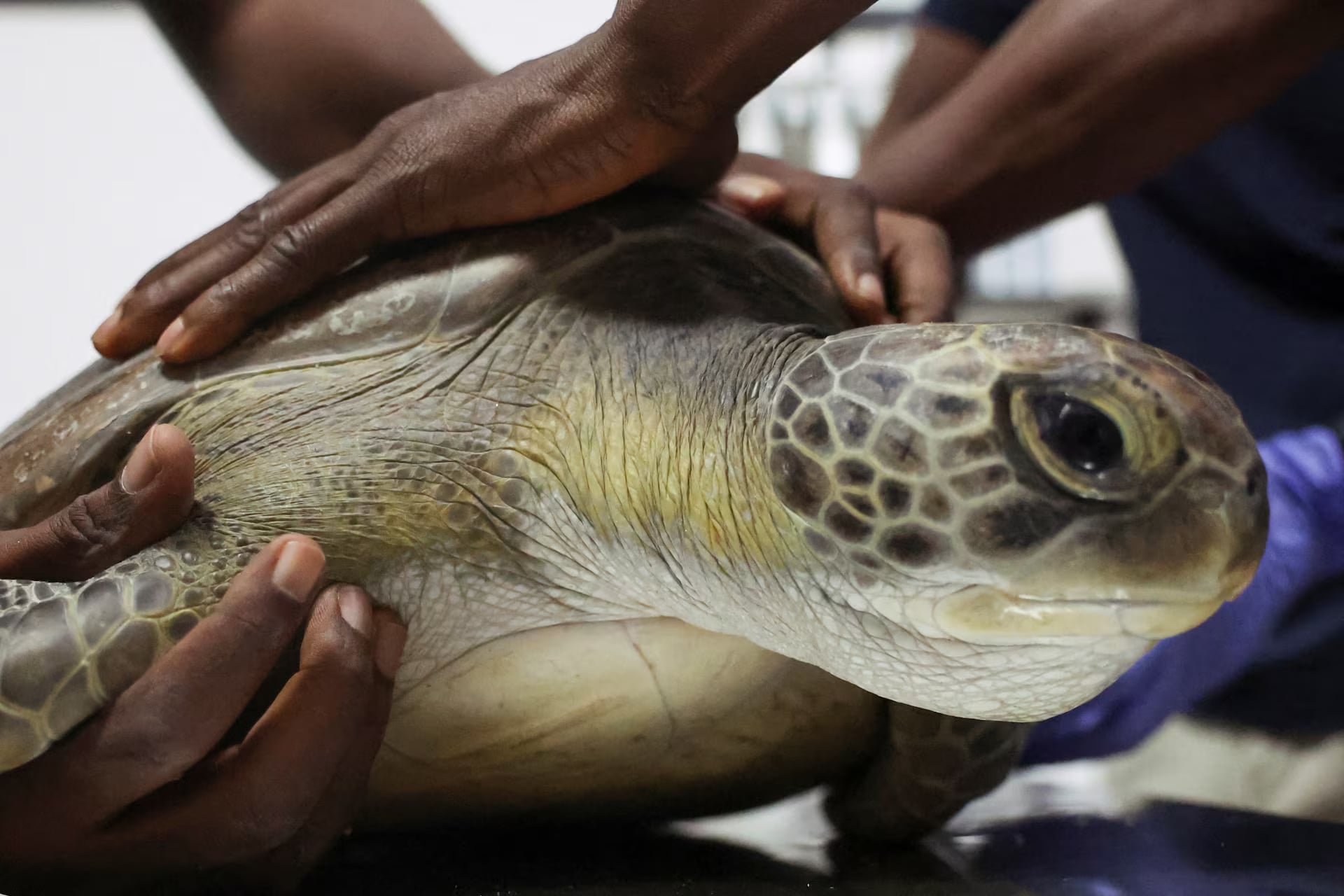 Conservationists fight to save Nigeria's sea turtles from pollution and poachers- Ảnh 2. Conservationists fight to save Nigeria's sea turtles from pollution and poachers- Ảnh 2.