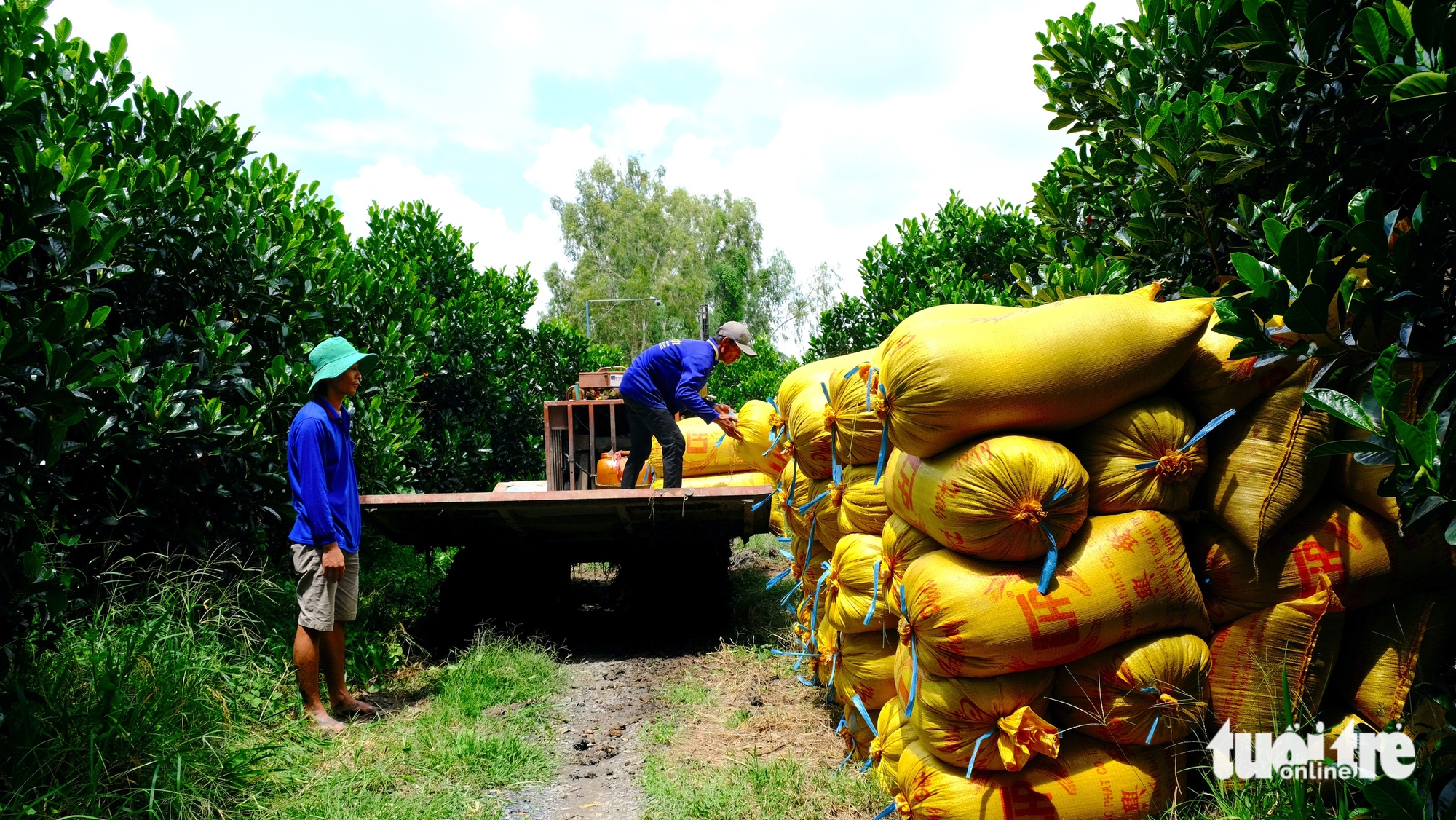 Nông dân buồn rầu vì giá lúa, thu không đủ bù chi phí - Ảnh 2.