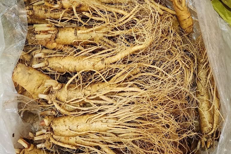 Sử dụng đúng cách, nhân sâm có thể hỗ trợ điều trị, kiểm soát tiểu đường - Ảnh 1.