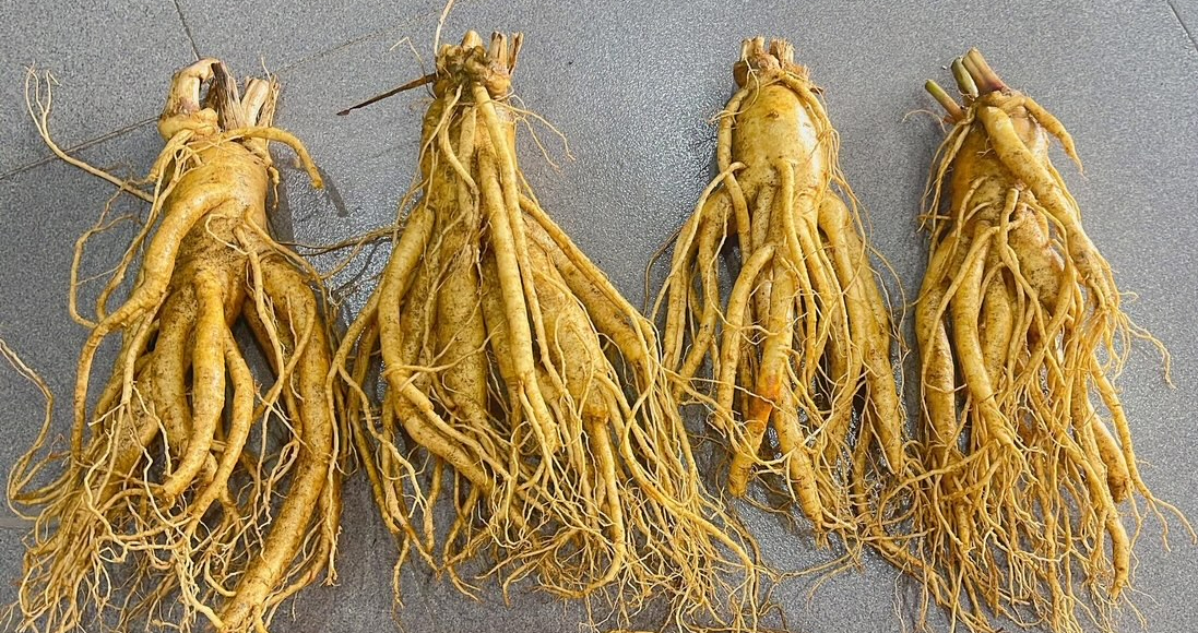 nhân sâm - Ảnh 2.