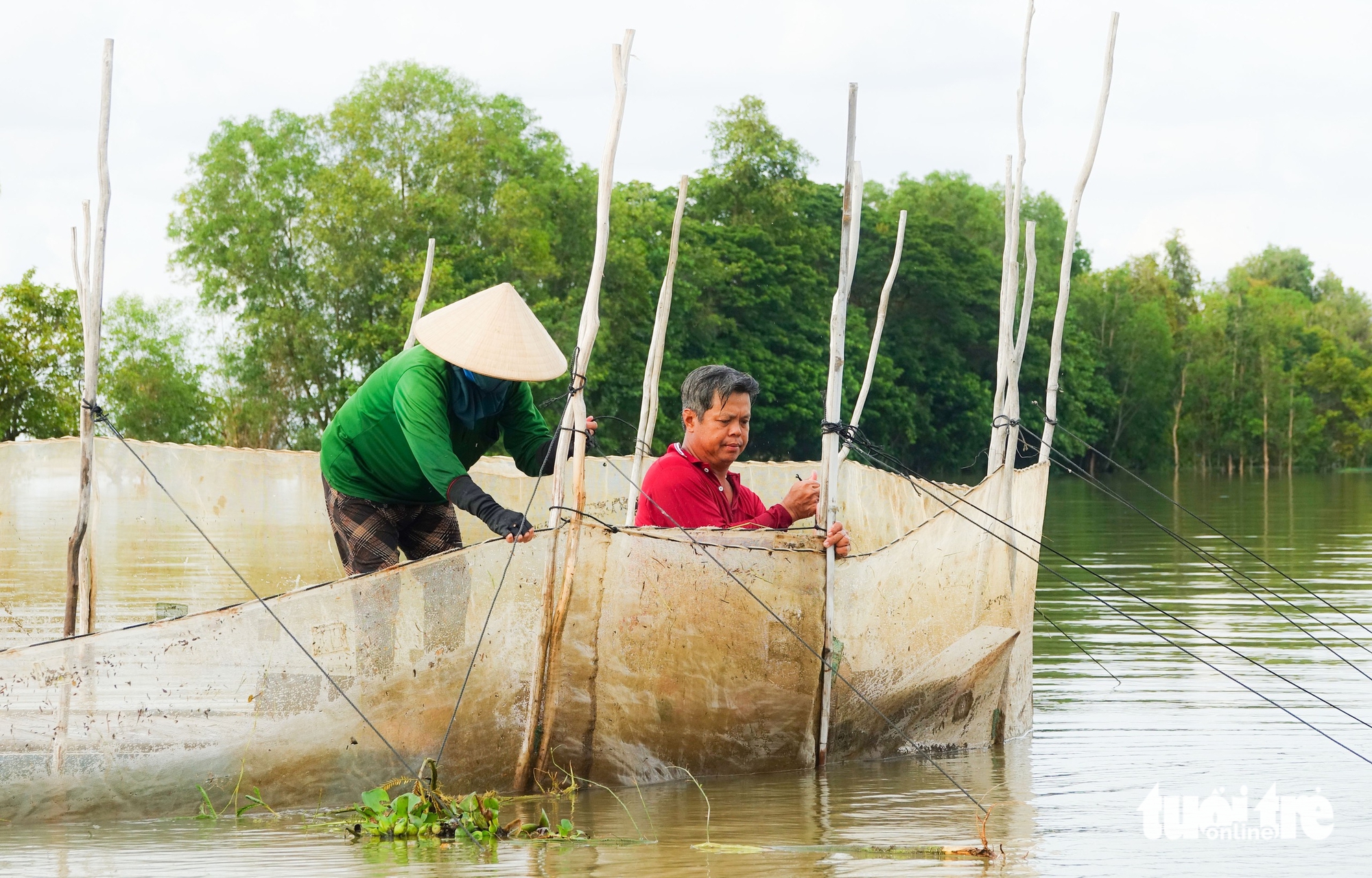 cá đồng  - Ảnh 3.