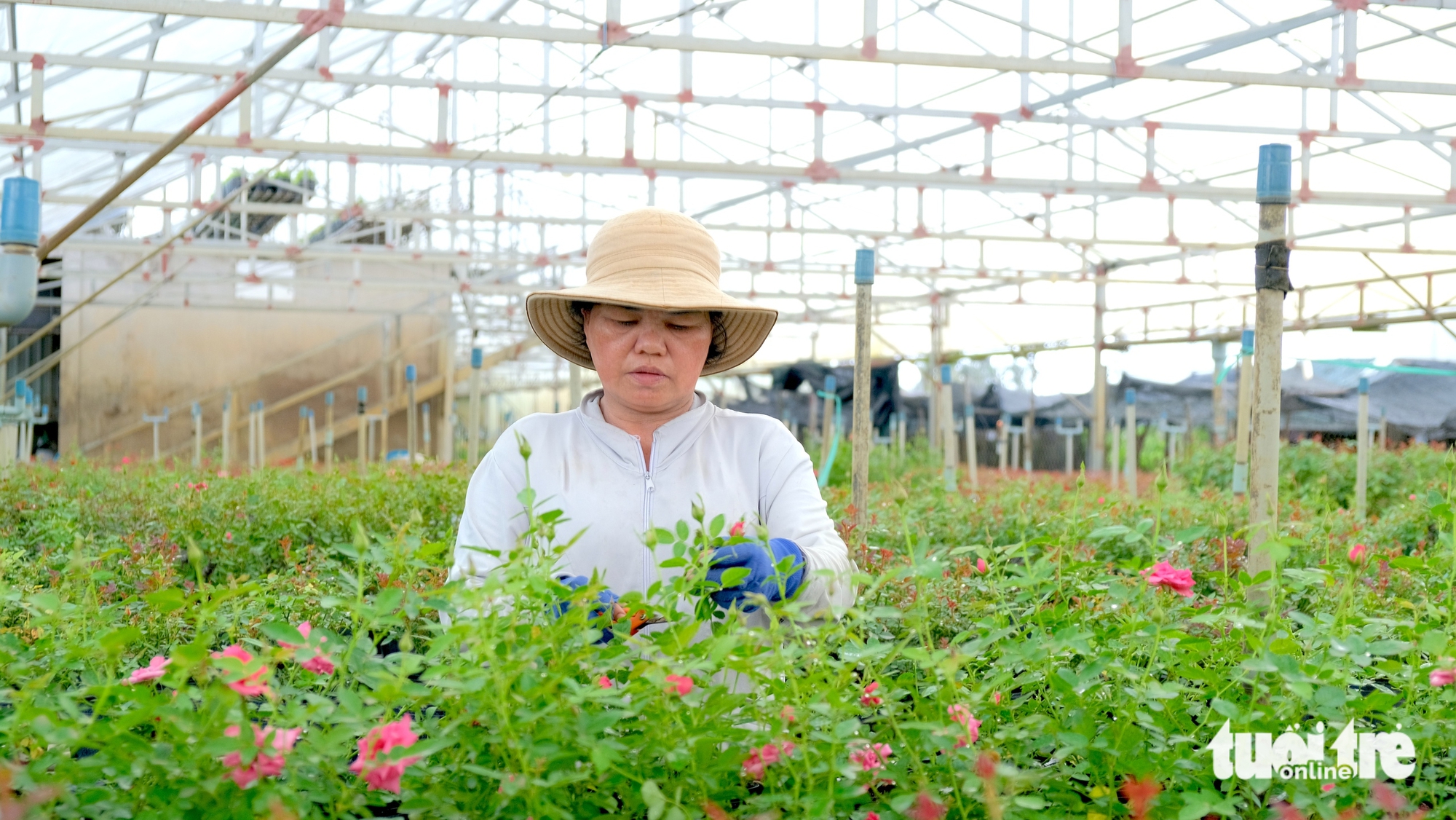 Làng hoa Sa Đéc tất bật vụ hoa Tết 2026, dự kiến cung ứng 1,2 triệu giỏ - Ảnh 2.