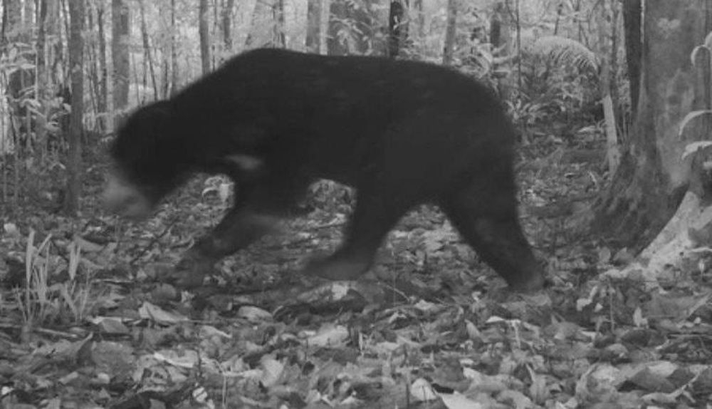 Bẫy ảnh chụp được gấu ngựa quý hiếm, bò tót ở Vườn quốc gia Chư Mom Ray - Ảnh 1.