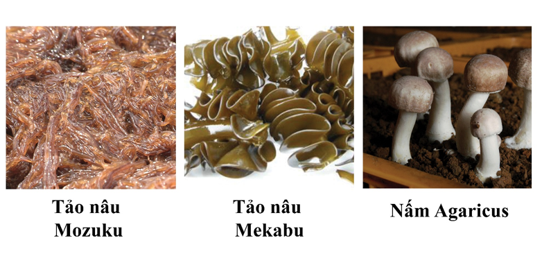 Hoạt chất Fucoidan Nhật Bản - nguồn hy vọng cho sức khỏe - Ảnh 1.