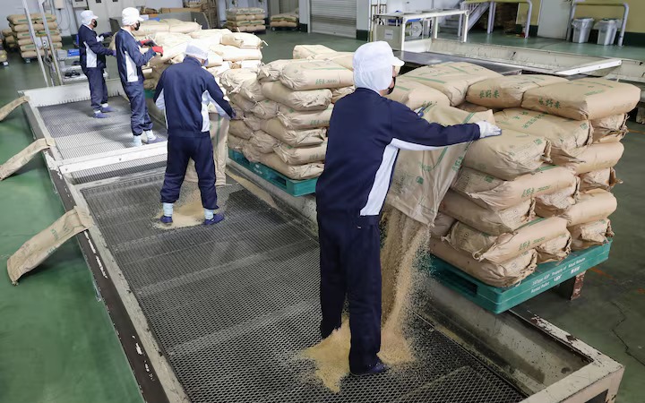 Osaka couple arrested for attempting to import rice illegally- Ảnh 2.