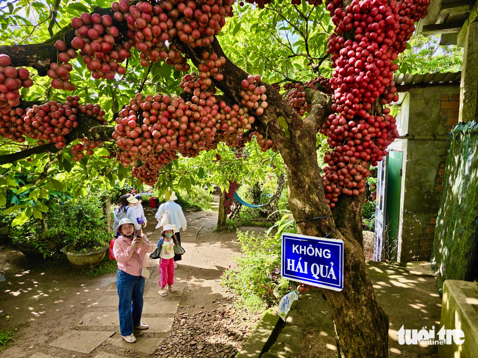 Taman Merah Van Hoa menarik pengunjung - Foto 3. Vườn đỏ Vân Hòa hút khách- Ảnh 3.