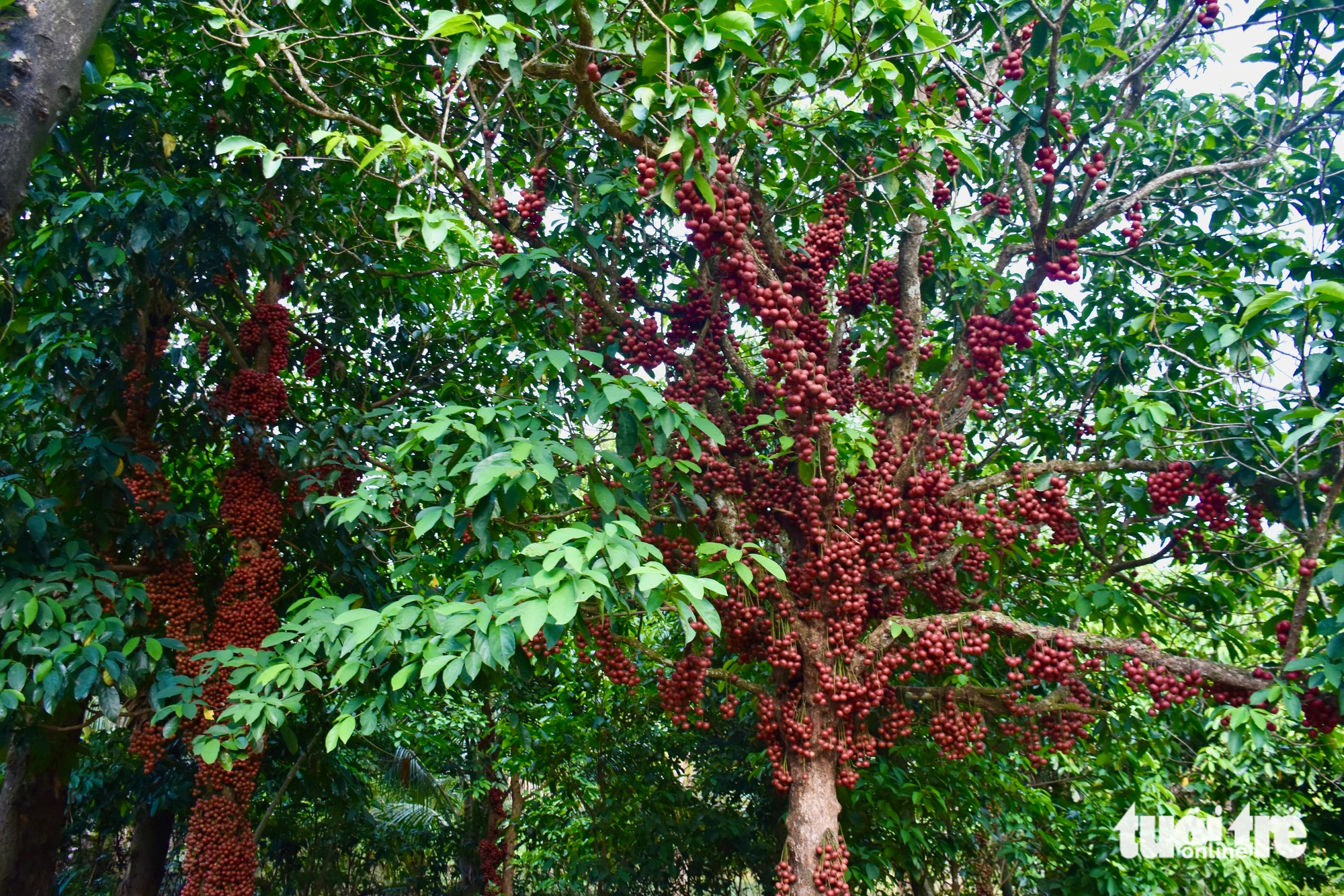 Taman Merah Van Hoa menarik pengunjung - Foto 4. Vườn đỏ Vân Hòa hút khách- Ảnh 4.