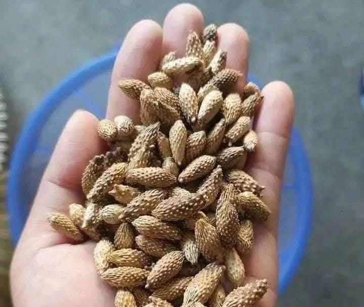 Thuốc quý chữa nhiều bệnh từ cây ké đầu ngựa mọc hoang - Ảnh 2.