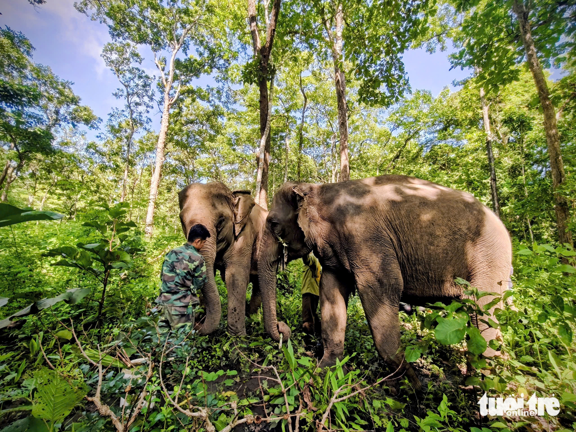 បុរសលោកខាងលិចលះបង់ដើម្បីសុខុមាលភាពដំរី Dak Lak - រូបថត ៥. Ông Tây hết lòng vì phúc lợi voi Đắk Lắk - Ảnh 4.