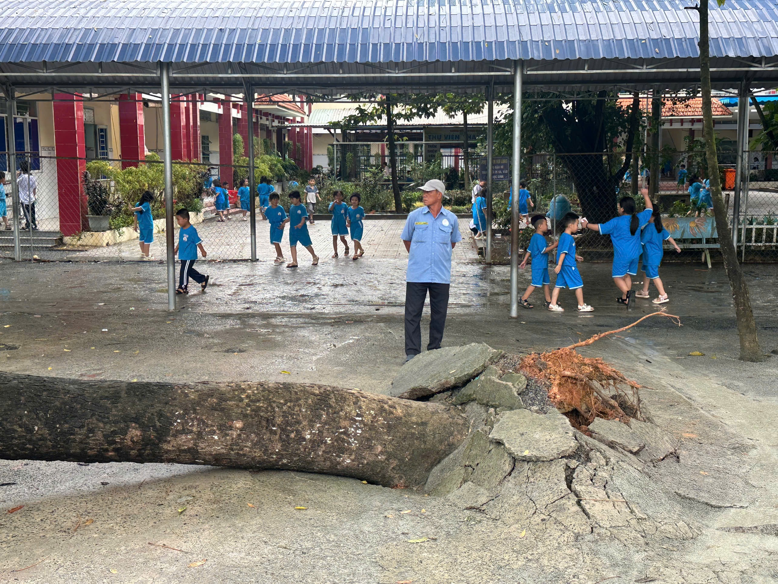 Hai lần cây xanh bật gốc trong Trường tiểu học Thái Hòa A, TP.HCM - Ảnh 1.