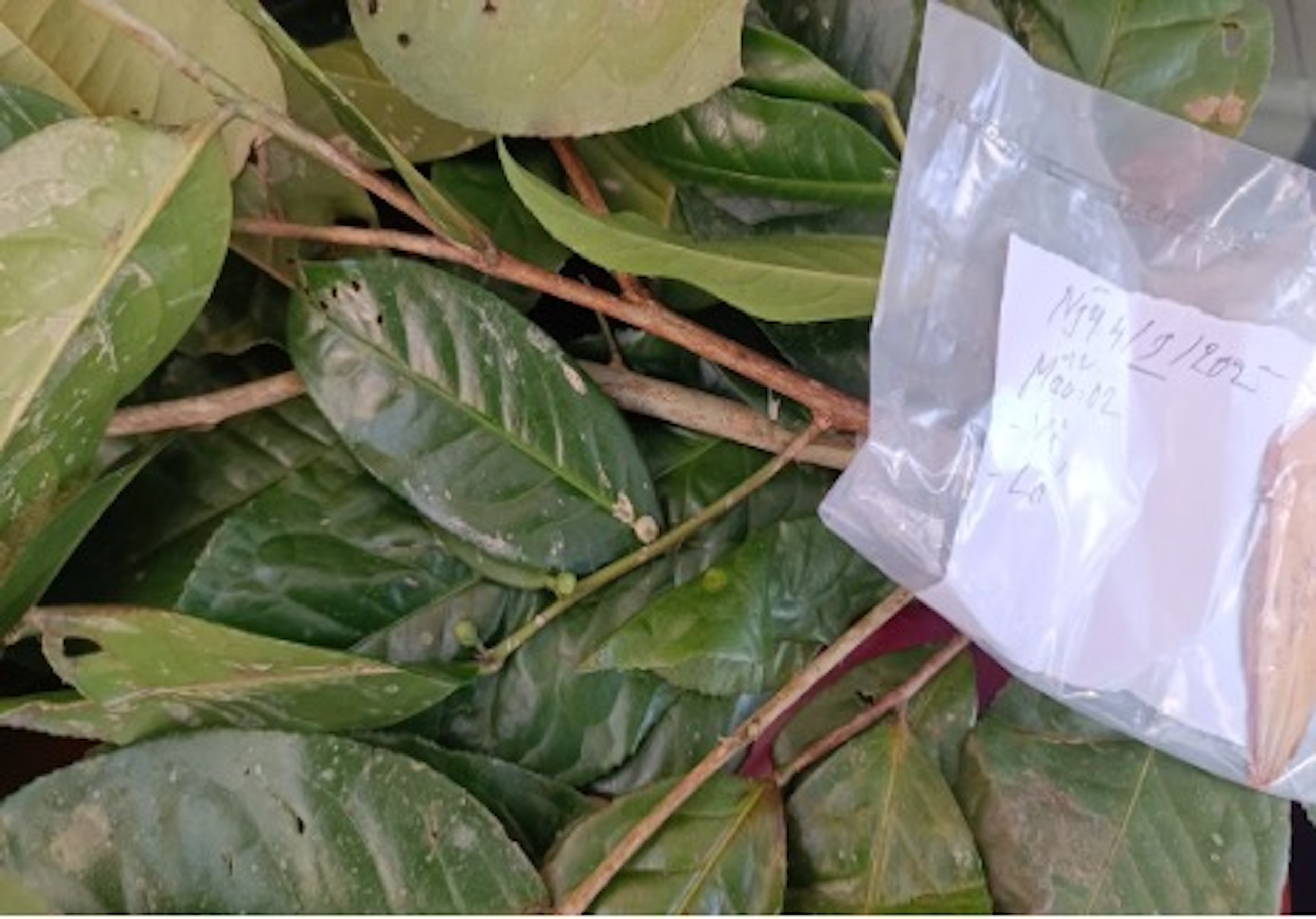 Huế phát hiện giống chè quý hiếm trên vùng núi A Lưới - Ảnh 1.