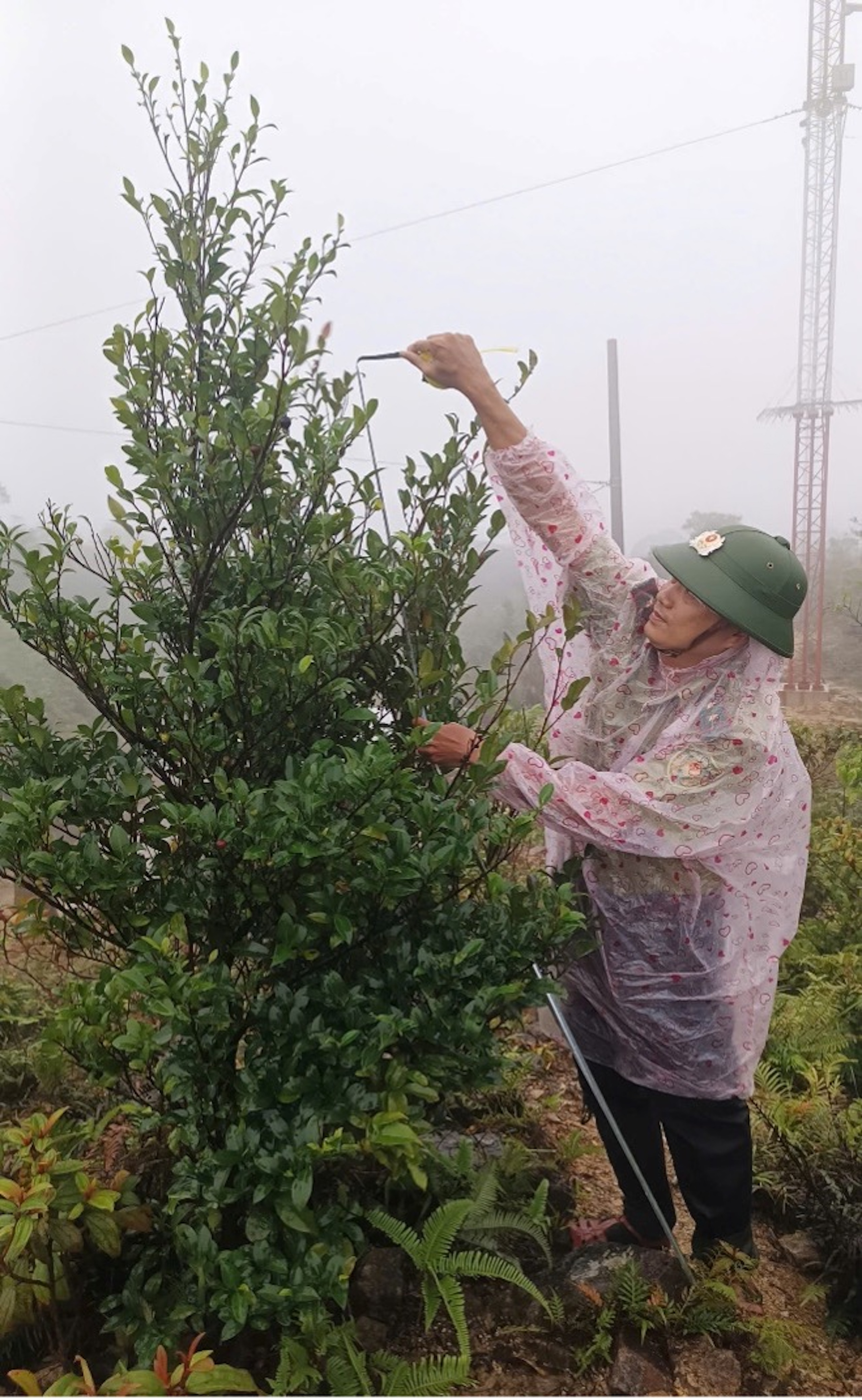 Huế phát hiện giống chè quý hiếm trên vùng núi A Lưới - Ảnh 3.