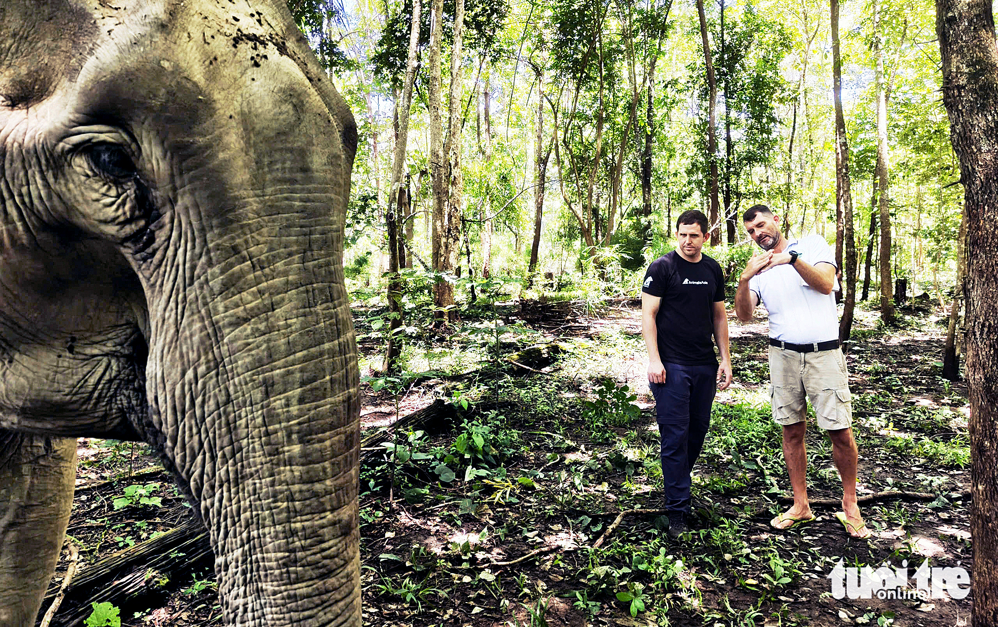 Ông Tây hết lòng vì phúc lợi voi Đắk Lắk - Ảnh 1.