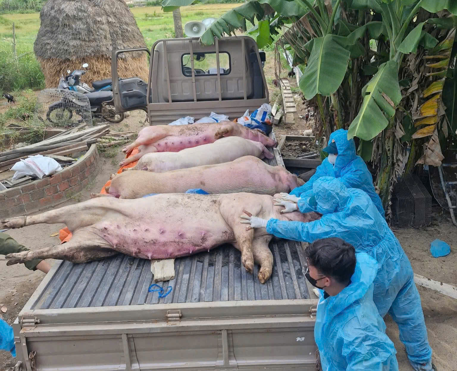 Dân Quảng Ngãi có heo bị dịch tả được hỗ trợ 40.000 đồng/kg - Ảnh 2.