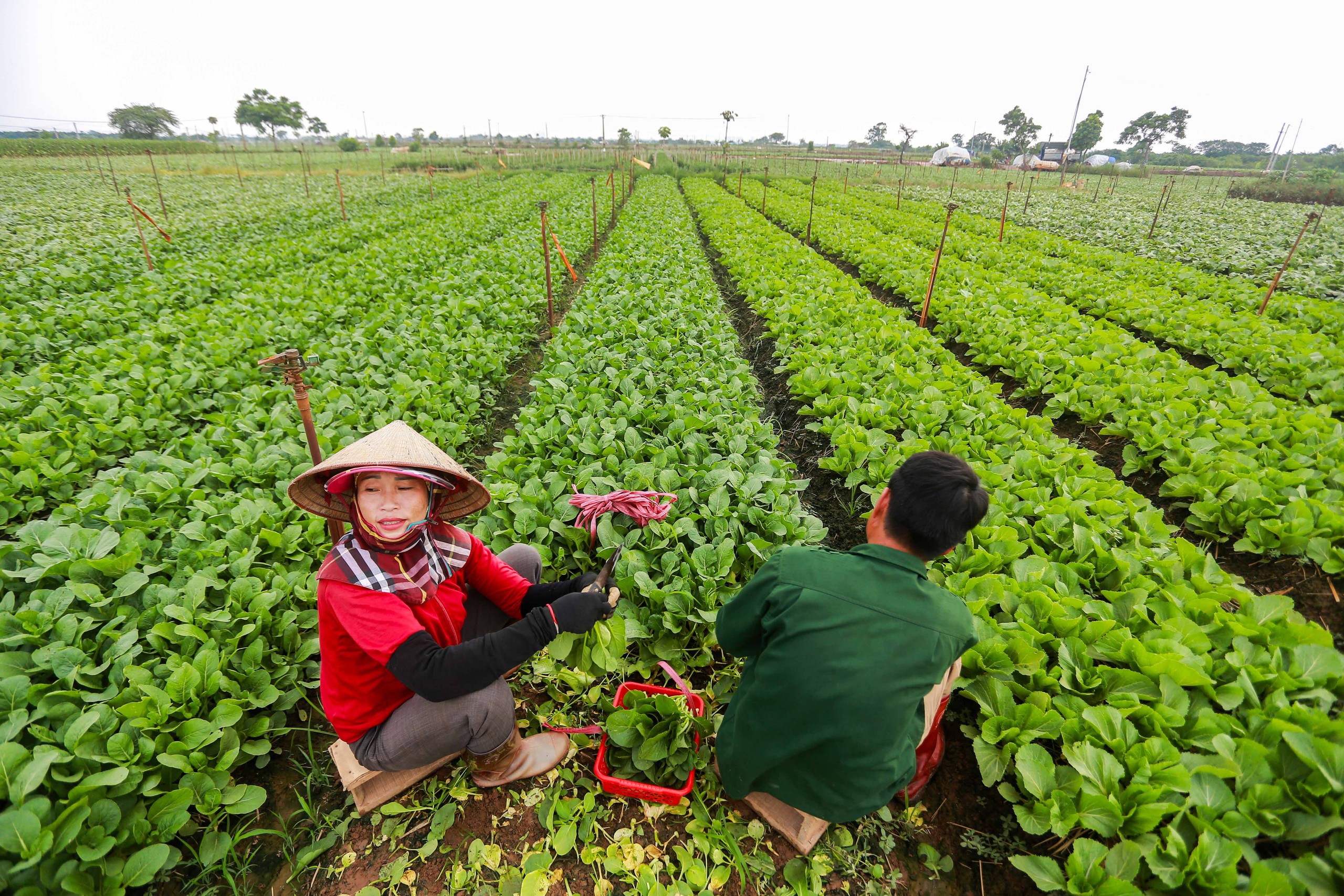 Hợp tác xã khó đưa trực tiếp rau VietGAP vào trường học vì 'thiếu quan hệ' - Ảnh 3.