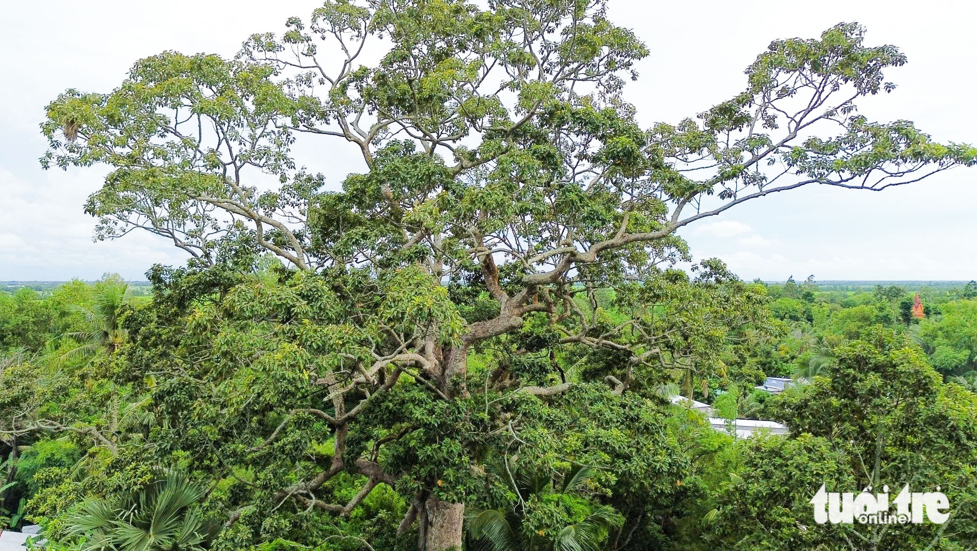 Cụ cây Dầu Rái hơn 700 năm là 'báu vật' ở vùng đất núi Cô Tô - Ảnh 1.