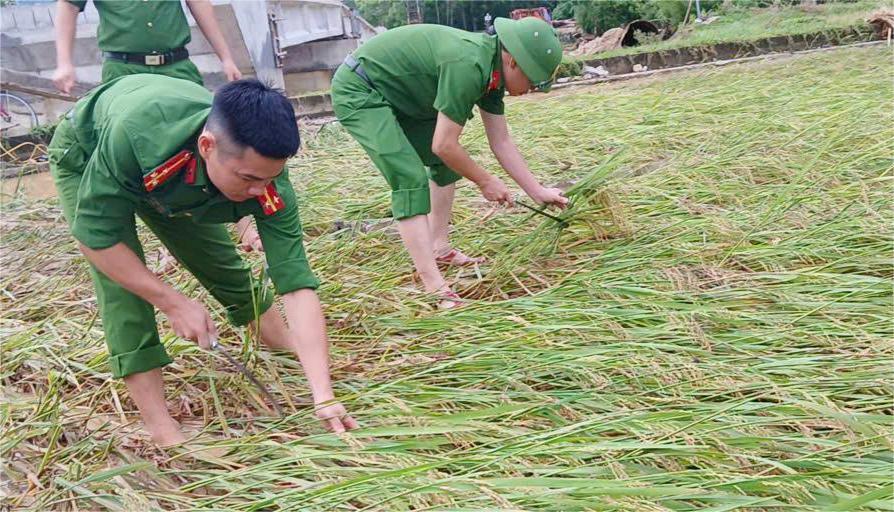 Công an Thanh Hóa gặt lúa giúp dân, hỗ trợ dân đi tránh bão số 10 - Ảnh 2.