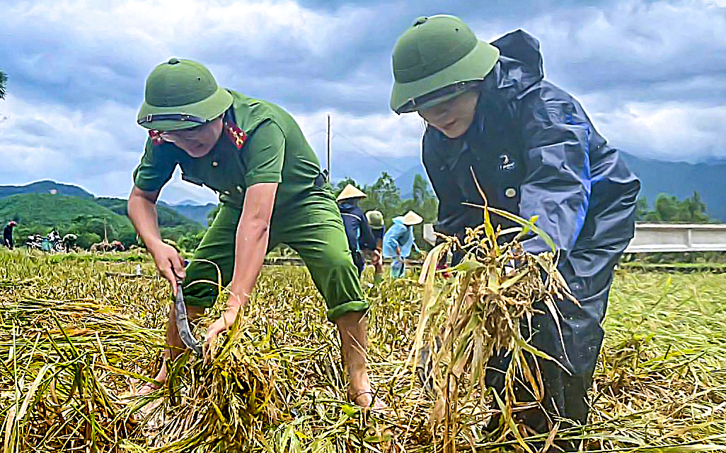 Công an Thanh Hóa gặt lúa giúp dân, hỗ trợ dân đi tránh bão số 10 - Ảnh 1.