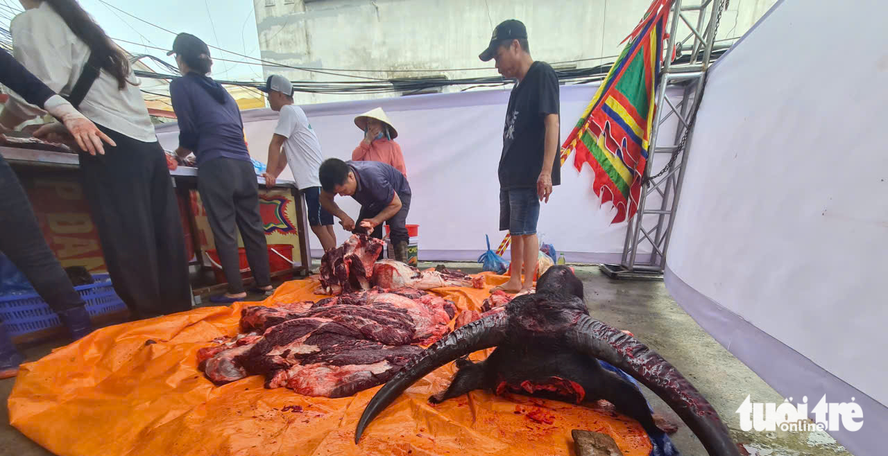 Trong sân 'ông trâu' đang chọi, ngoài sân trâu chọi đã bị xẻ thịt - Ảnh 3.
