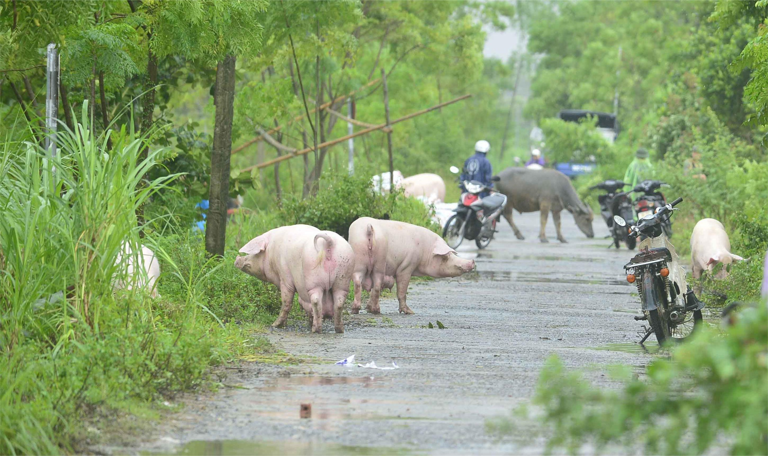 Hàng trăm hộ dân ở Thanh Hóa bỏ lại tài sản, chạy lũ trong đêm - Ảnh 3.