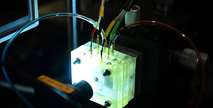 Lần đầu tiên ốc tai được nuôi sống ngoài cơ thể, mở hy vọng chữa mất thính lực - Ảnh 1.