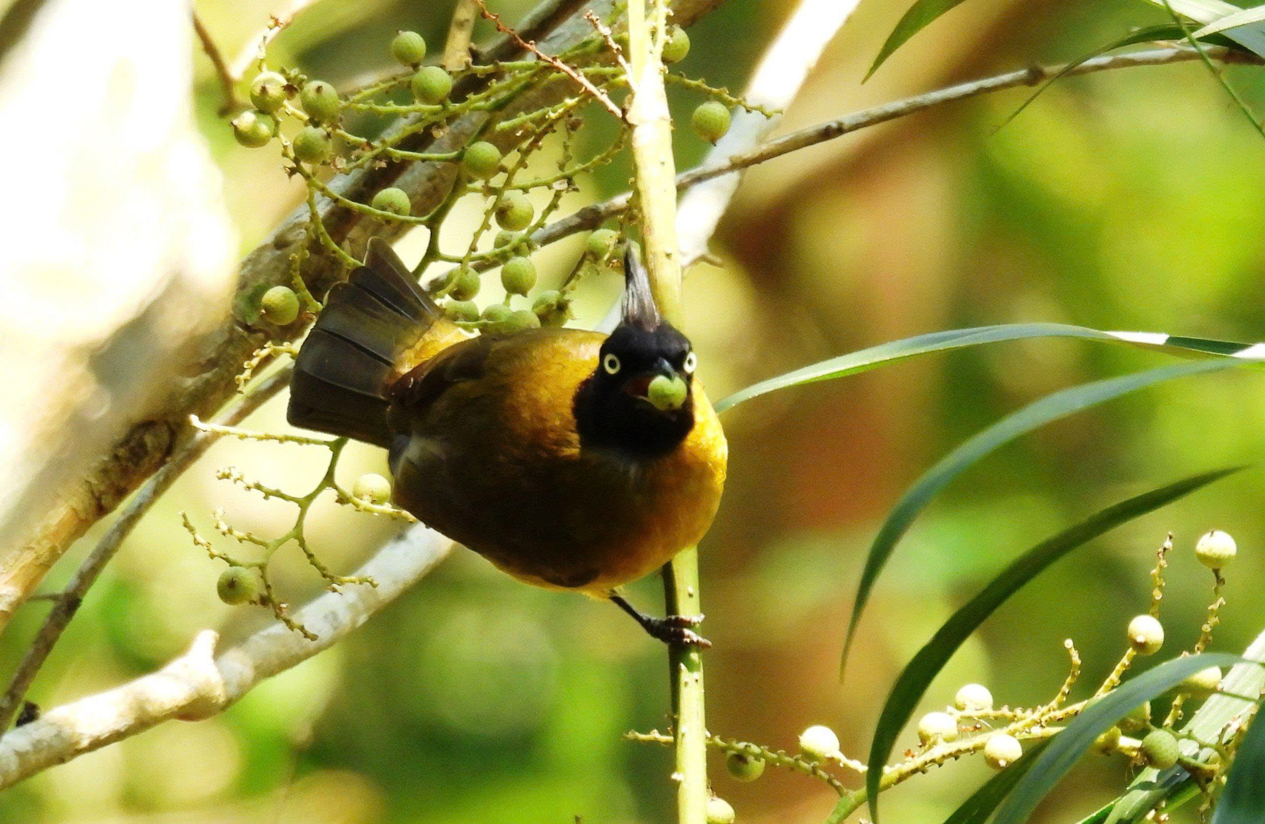 9 bird species newly recorded in central Vietnam biodiversity hotspot- Ảnh 6. 9 bird species newly recorded in central Vietnam biodiversity hotspot- Ảnh 6.