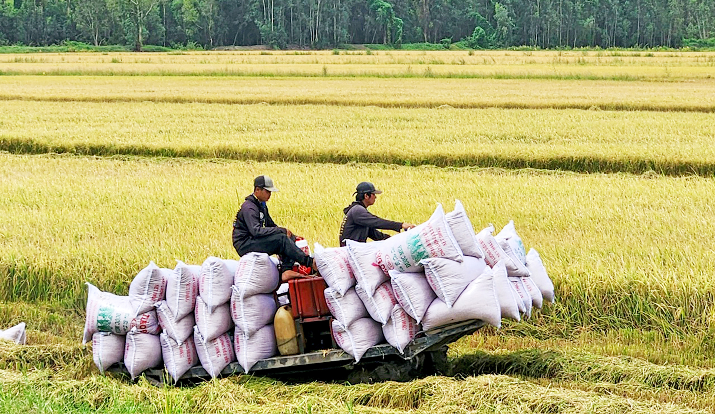 フィリピンの輸入停止命令を受けて、商工省が米の輸出について協議 - 写真1。 xuất khẩu gạo - Ảnh 1.