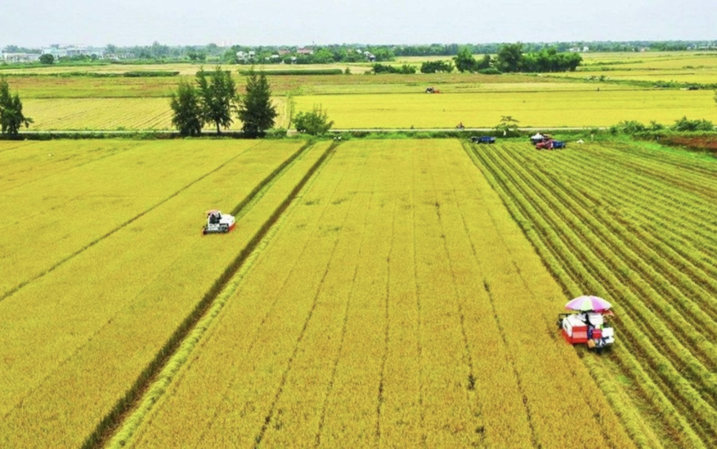 Từ 1-1-2026 miễn thuế sử dụng đất nông nghiệp đến hết năm 2030 cho nhiều trường hợp - Ảnh 1.