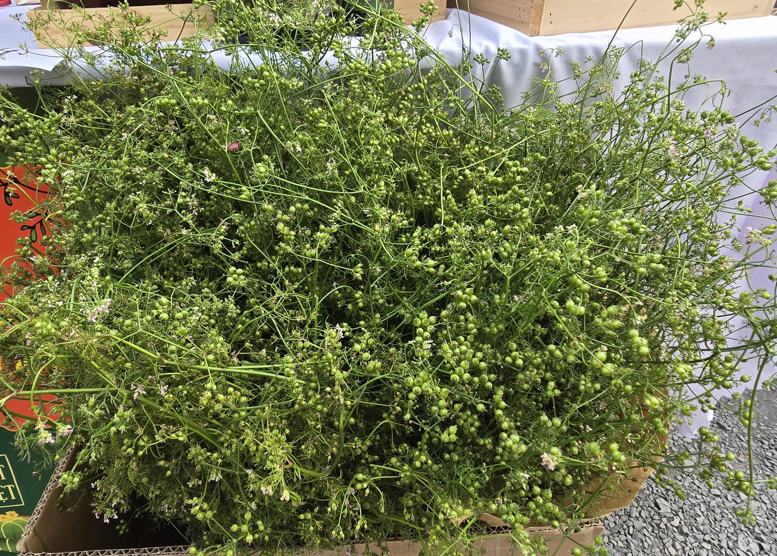 Tết đến sớm qua buổi học gói bánh chưng, làm mứt dừa tại Thảo Điền - Ảnh 6. Học gói bánh chưng, làm mứt dừa, nấu cỗ ở Thảo Điền, cảm giác 'Tết đến sớm dữ' - Ảnh 6.