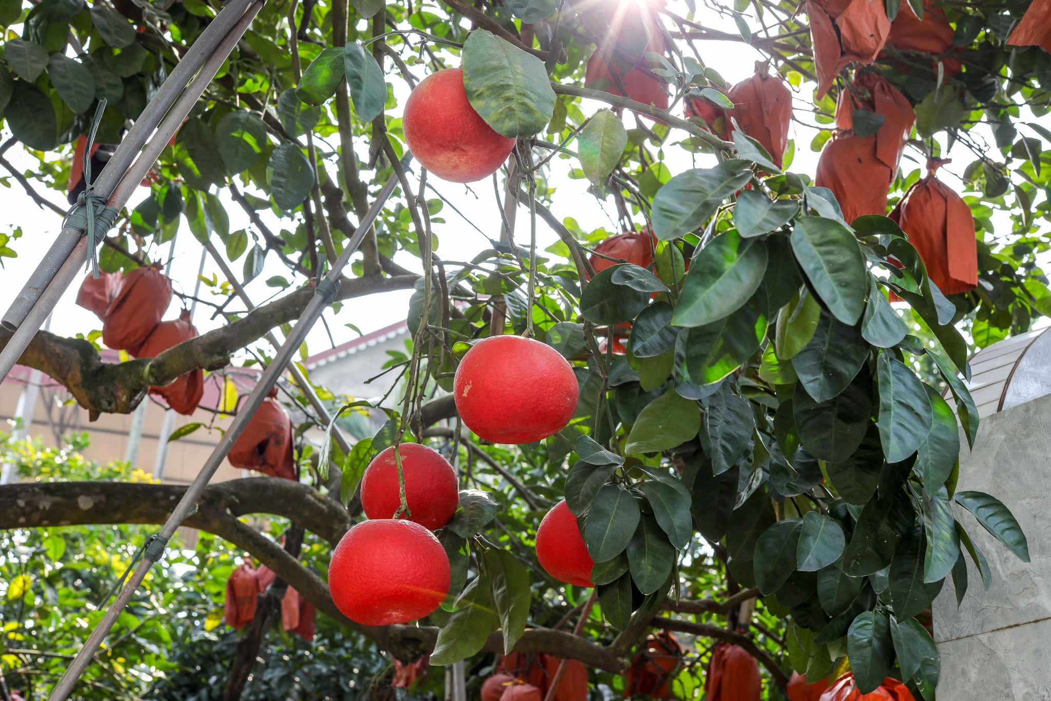 bưởi đỏ - Ảnh 7.