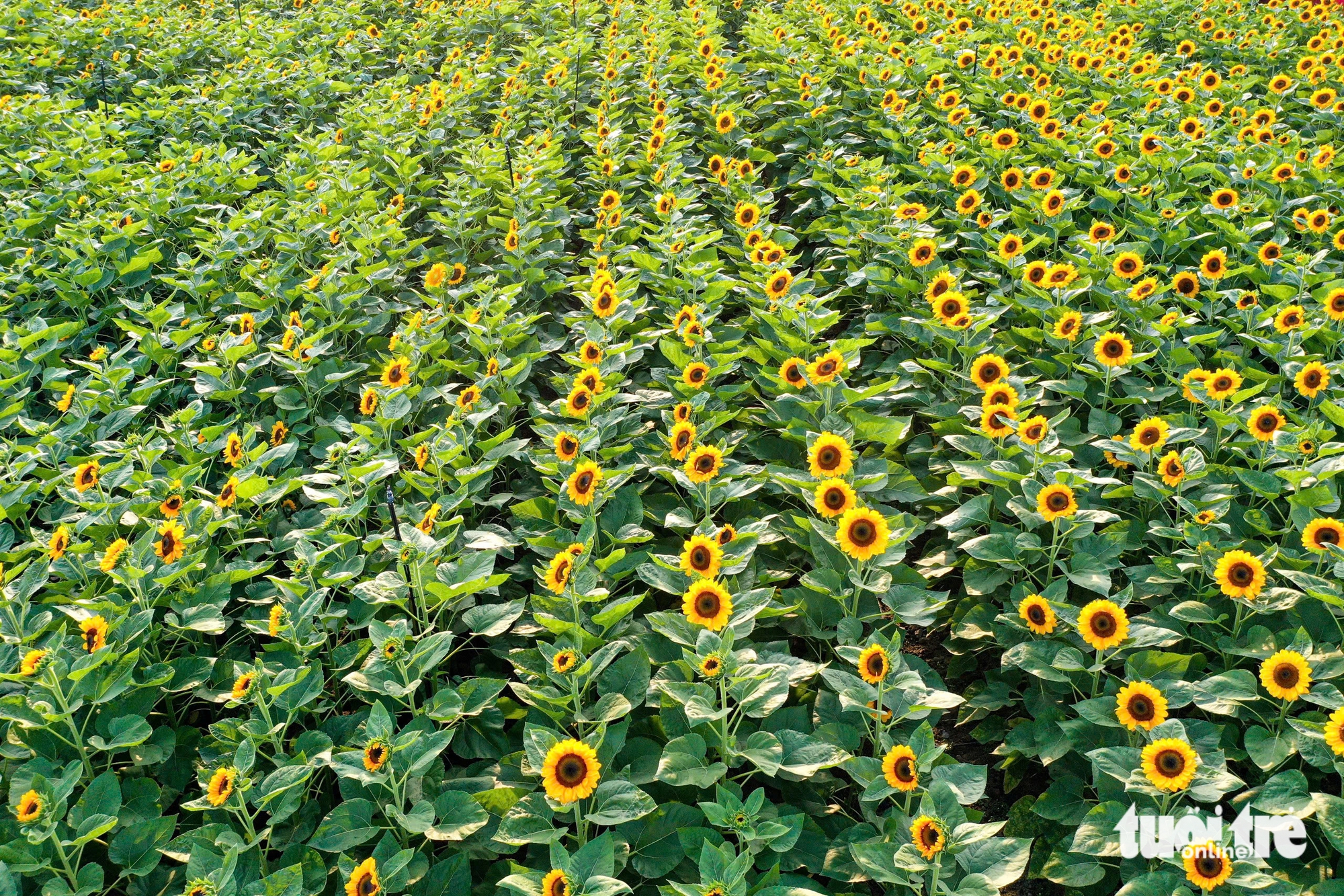 vườn hoa - Ảnh 1.