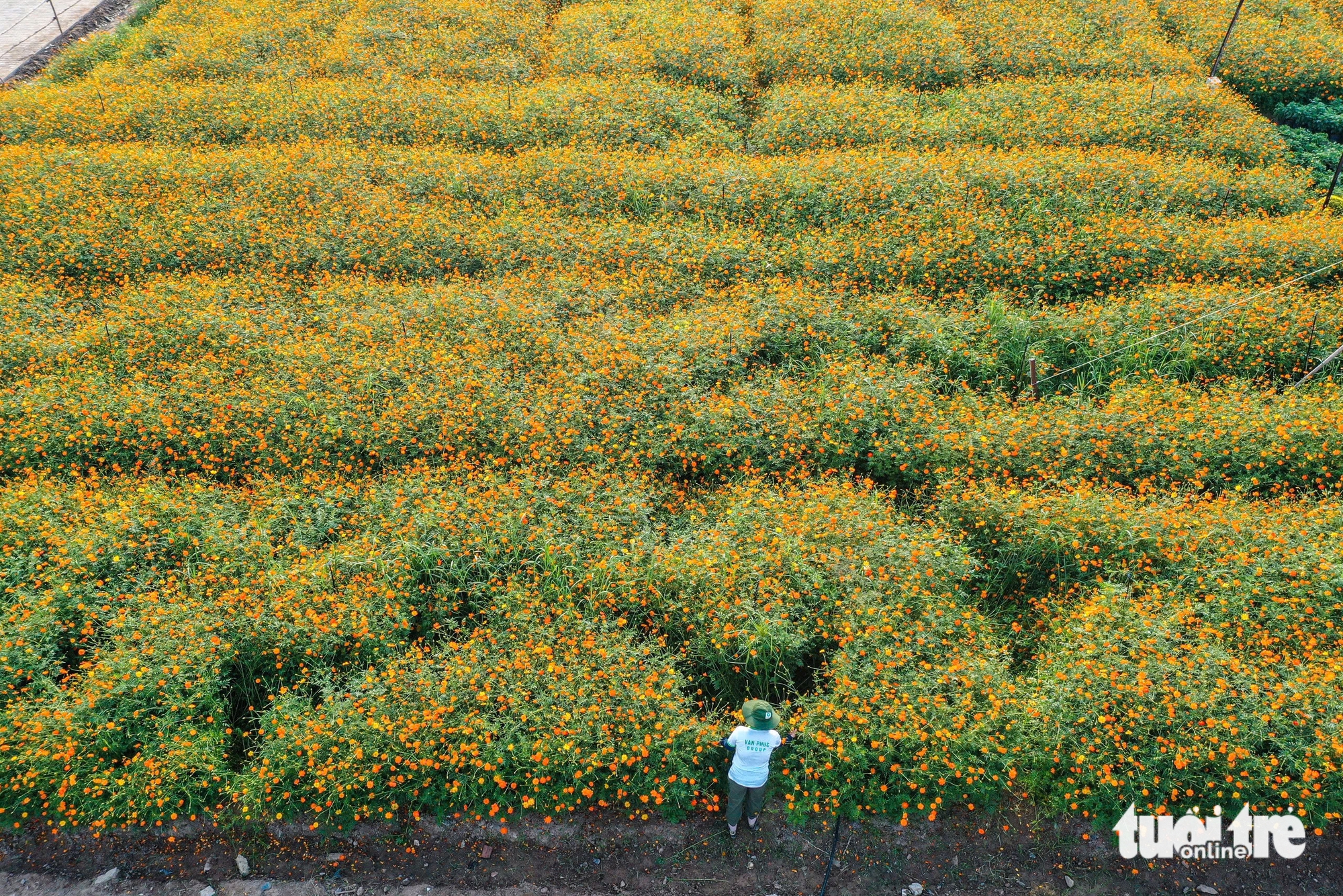 vườn hoa - Ảnh 5.